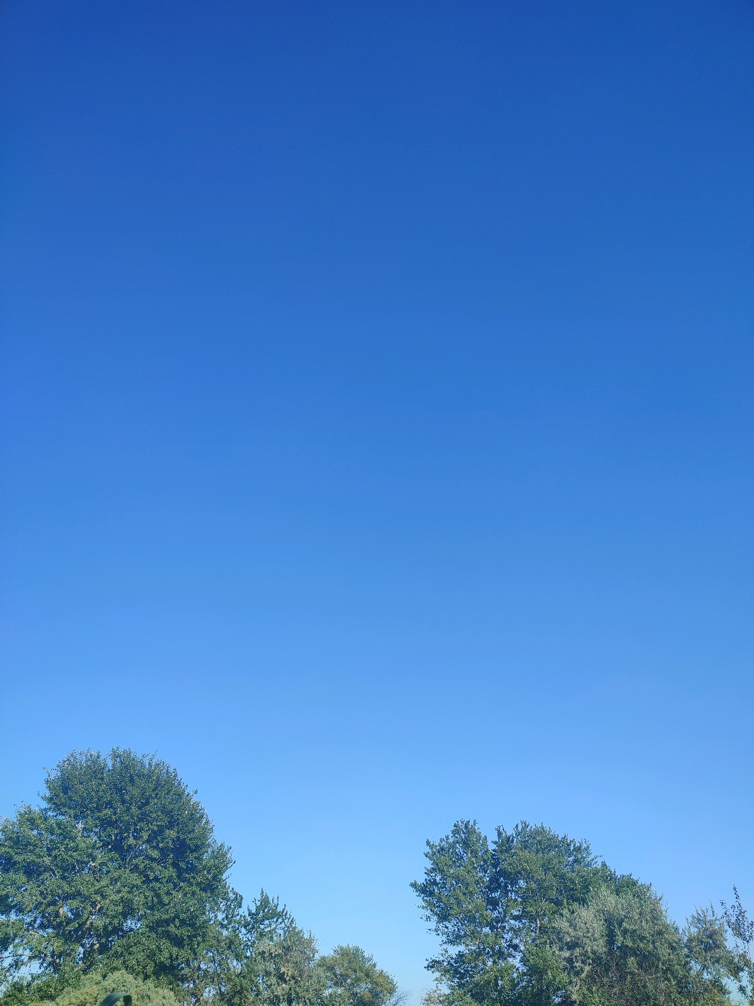 This is a full-frame, eye-level, vertical shot of a bright blue sky with trees along the bottom edge. The sky is clear and cloudless. On the left side of the frame, a large, leafy green tree dominates the lower portion of the image. To the right of this tree, a cluster of smaller, more sparsely leaved trees extends across the bottom of the frame. The image appears to have been taken outdoors in daylight.