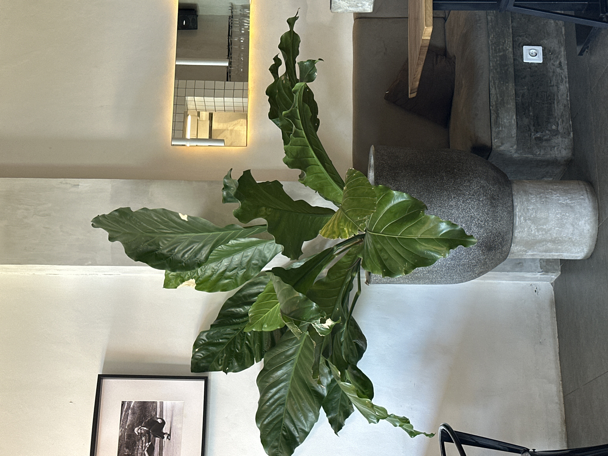 A large green plant in a gray pot dominates the scene. The plant has large, glossy leaves. A black-framed picture hangs on the wall below the plant. The environment appears to be an indoor space with white walls and a modern, minimalist aesthetic. A mirror with a light frame is visible on the wall. The image was taken in Kuta Selatan, Indonesia.