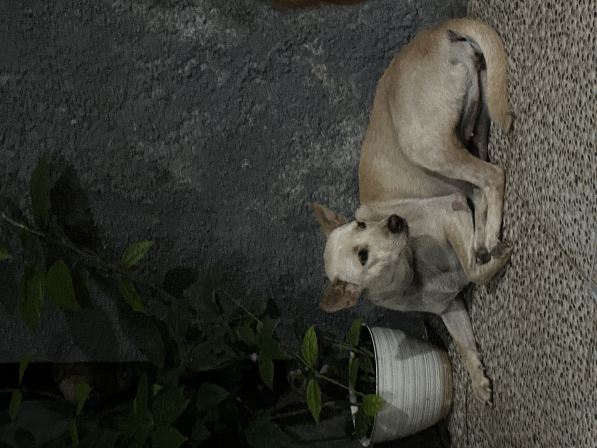 A light brown dog with pointed ears is lying on a textured outdoor floor. The dog is positioned to the right of a white pot containing a green leafy plant with a small pink flower. Behind the dog and plant is a rough, dark gray wall. The lighting suggests it is nighttime or dusk. The scene is situated outdoors, possibly in a courtyard or patio area.