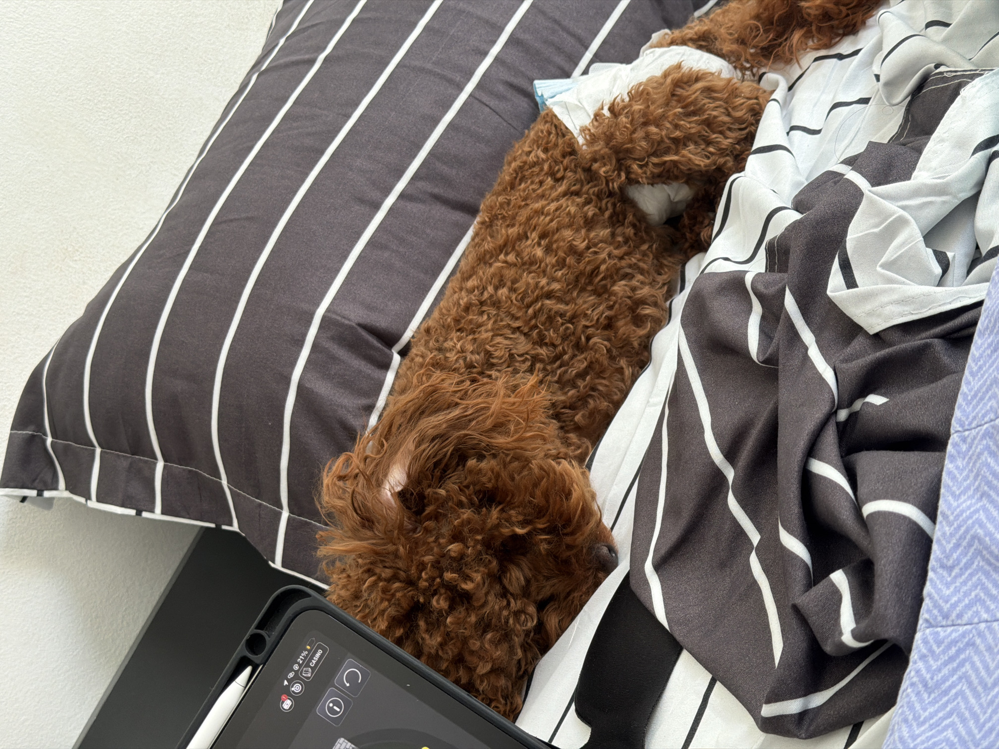 A brown, curly-haired dog, likely a poodle or doodle, is nestled comfortably on a bed, appearing to be asleep or resting. The dog's body is mostly covered by bedding, with its head resting near the bottom left corner of the frame. Its fur is a rich reddish-brown, and its curly texture is clearly visible.
The bedding consists of a pillow and sheets with distinct patterns. The pillow, located on the left, features a dark grey or black background with thick, evenly spaced white vertical stripes. The sheets, partially covering the dog and crumpled on the right, also have a black and white striped pattern, but with thinner, less uniform stripes, creating a more dynamic design. A small section of a light blue or purple fabric with a subtle herringbone pattern is visible on the far right.
In the bottom left corner, a black smartphone with a stylus attached is partially visible. The phone's screen is dark but displays some icons and text in the top left corner, including what appears to be battery life (21%), Wi-Fi signal, and notifications. Below these, there are icons, one resembling a cogwheel for settings, and text that includes "CASINO." The stylus is white and rests alongside the phone in its case. The background behind the phone and pillow is a plain light-colored wall.
The scene depicts a peaceful indoor setting, likely a bedroom, suggesting a moment of rest and relaxation. There are no people visible. The lighting is soft and even, implying an ordinary time of day without harsh shadows.