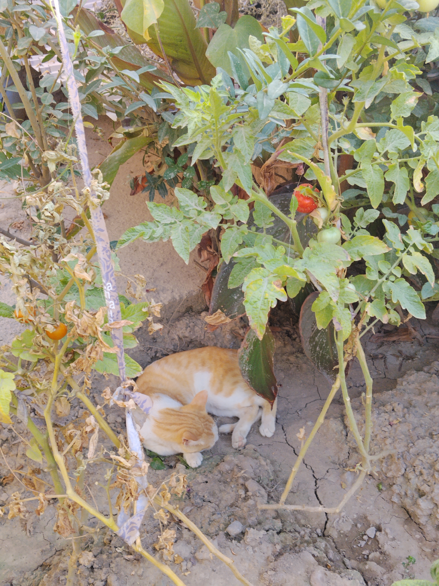 An orange and white cat is resting in the shade of a tomato plant in an outdoor garden. The cat is curled up, with its head resting on its paws. The tomato plant has several green and red tomatoes on it. The ground is dry and cracked. The image appears to have been taken in Kulob, Tajikistan, based on the context provided.