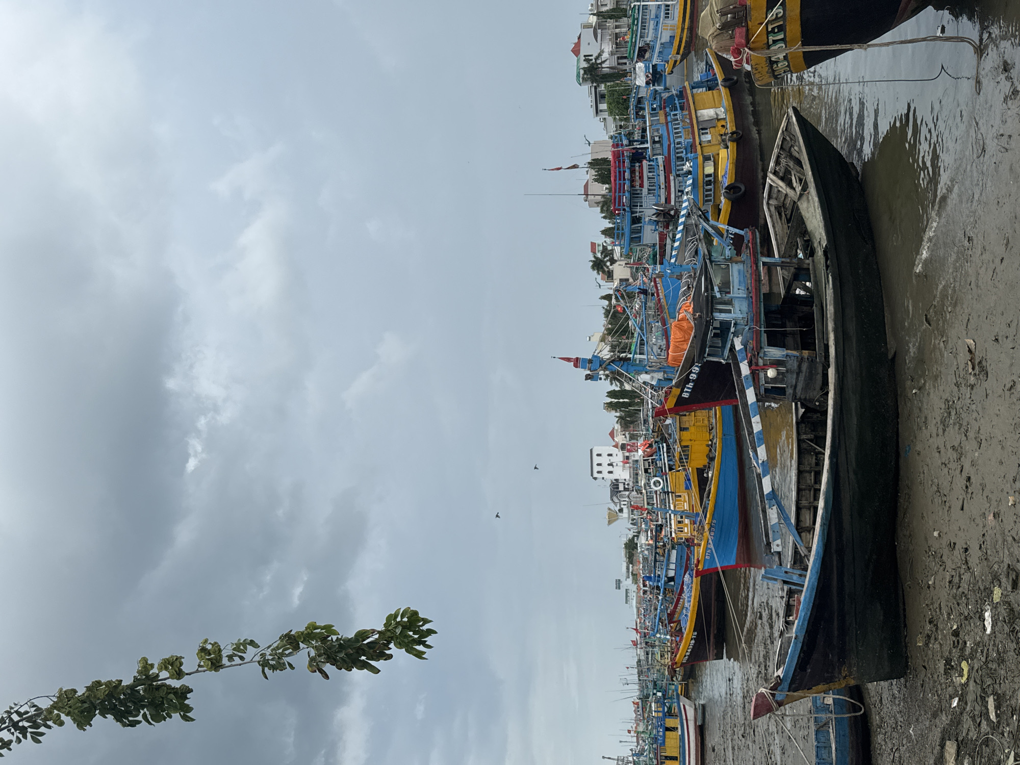 The image depicts a crowded harbor in Phan Thiết, Vietnam, under an overcast sky. Numerous fishing boats of various sizes and colors are moored together, many of them brightly painted in shades of blue, yellow, and red. The boats are lined up closely, filling the water and encroaching on the muddy shoreline. In the foreground, a dark-colored, older wooden boat rests on the mud, showing signs of wear and tear. The water appears murky, and the ground is a mixture of mud and debris. In the background, buildings and palm trees indicate the presence of a town or city. A branch with green leaves hangs from the left side of the frame, partially obscuring the sky. Two small birds are visible in the sky. The overall scene suggests a busy working harbor, possibly during a lull in fishing activity.