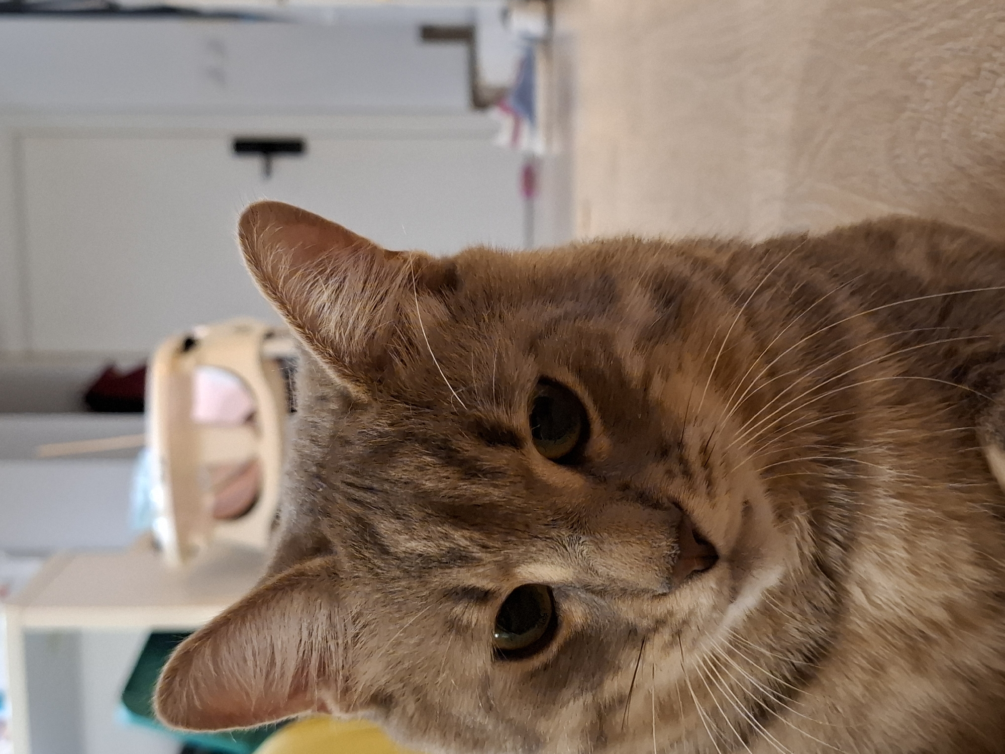 The image shows a close-up of a tabby cat's face, with its body extending to the right. The cat is looking downwards and slightly to the left with its eyes partially closed. Its fur is a mix of brown, gray, and black stripes. The background is blurred and appears to be an indoor setting with a wooden floor. To the left, there is a blurred yellow object and a white shelf with some items. To the right, a white door with a black handle is visible, along with a blurry background of what appears to be a hallway or another room with some shoes on the floor. There is no visible indication of the location being in Zemun Urban Municipality, Serbia.