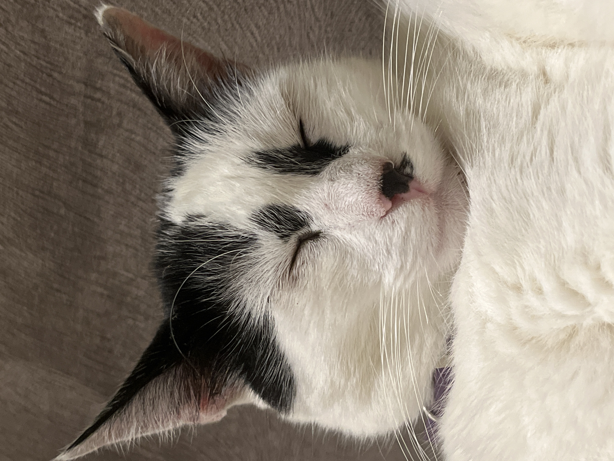 A black and white cat is sleeping on a gray couch. The cat's eyes are closed, and its head is tilted slightly to the side. The cat has black markings around its eyes and a small black spot on its nose. Its whiskers are long and white. The couch appears to be made of fabric. The scene is lit by indoor lighting. There is no indication of the city of Ureki, Georgia, in this image.