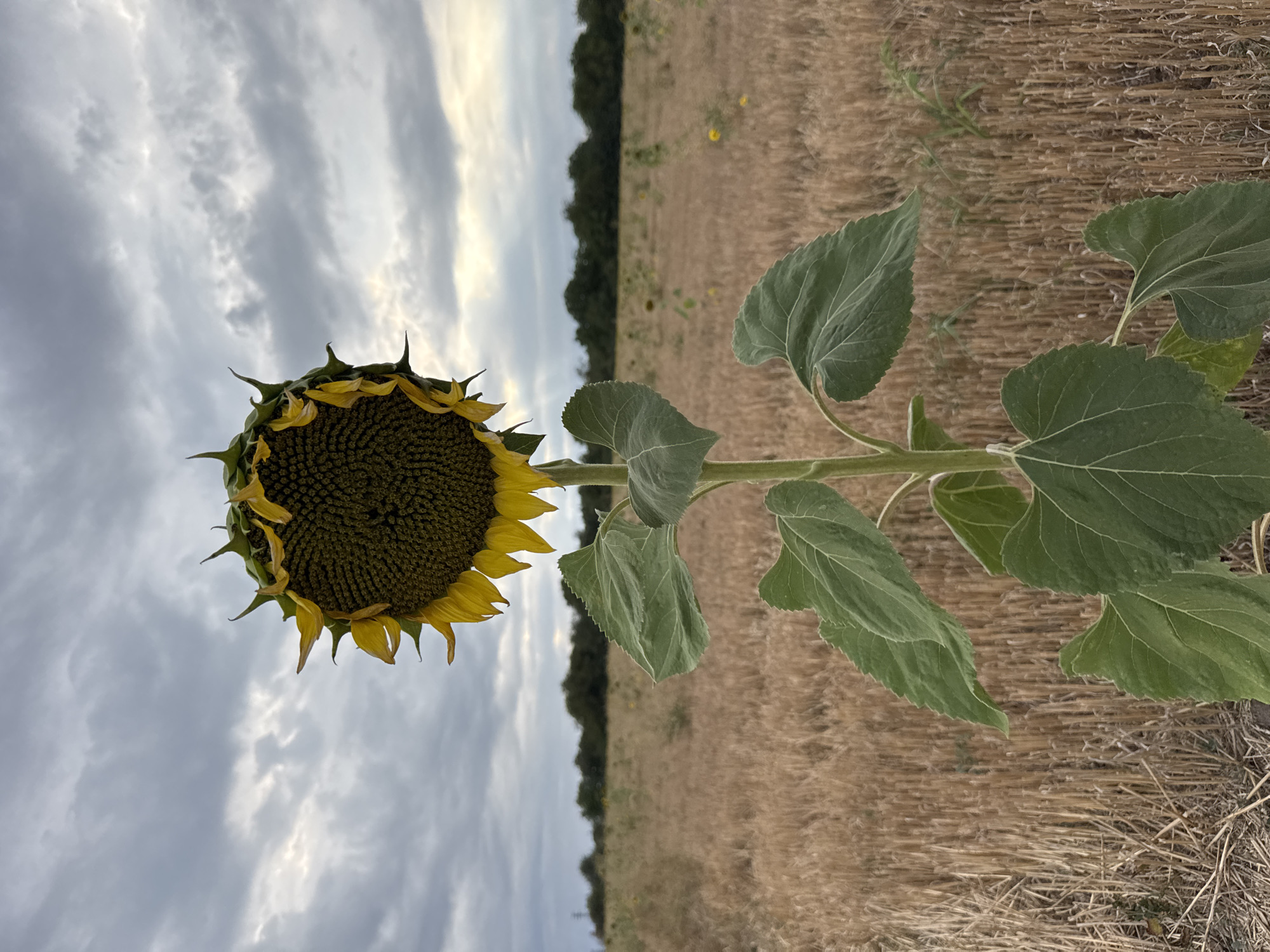 A single sunflower stands prominently in the foreground, its head bowed slightly, revealing a dense arrangement of seeds. Yellow petals, tinged with brown, curl around the edges of the head, and sharp green sepals point outwards. The thick green stem is adorned with large, heart-shaped leaves, veined and slightly textured. Behind the sunflower, a field of harvested wheat stubble stretches towards a dark line of trees in the distance, under a dramatic, cloudy sky. The scene is set in Lesicheri, Bulgaria.