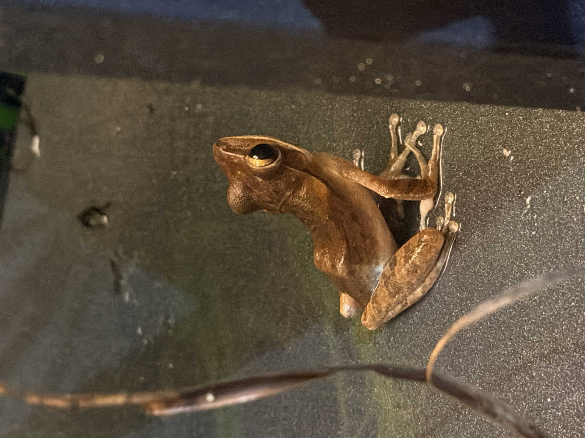 A brown frog is sitting on a dark, textured surface. The frog is facing to the right, with its head slightly tilted up and its large eye visible. Its body is elongated, and its legs are splayed out. There is a thin, vertical twig-like object to the left of the frog. The background is dark and out of focus. The image appears to be an indoor shot, possibly in a terrarium or a controlled environment, with no discernible indicators of its location in Ko Samui District, Thailand.