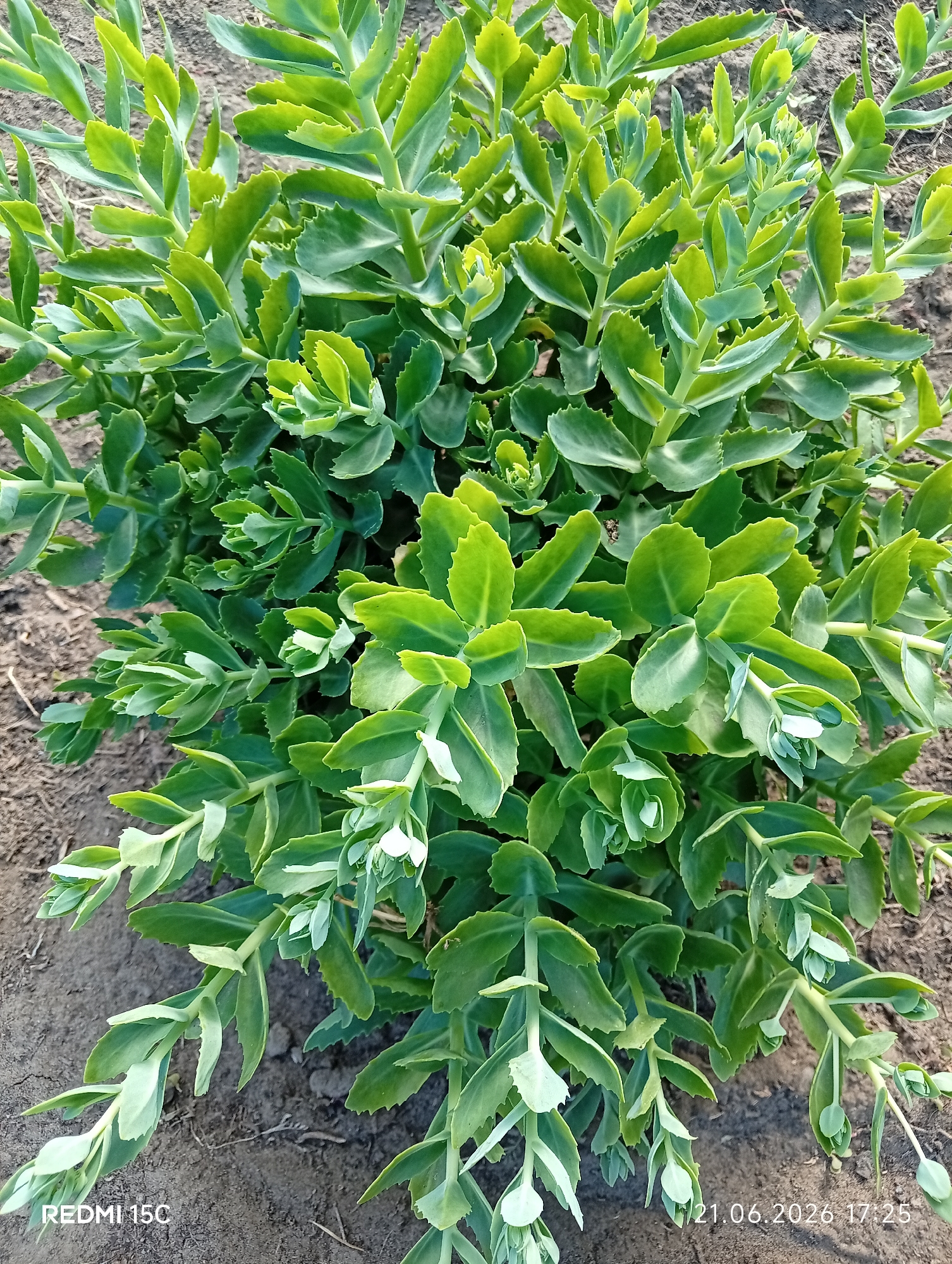 The image shows a close-up, overhead view of a green, leafy plant growing in dark soil. The plant has thick, succulent-like leaves that are arranged in opposing pairs along its stems. The edges of the leaves are serrated. Some of the leaves are lighter green, appearing to be new growth. There are a few small, pale white buds visible on some of the stems. The soil is visible around the plant, appearing dry and somewhat clumpy. The lower left corner of the image has text that reads "REDMI 15C". The lower right corner has text that reads "21.06.2026 17:25". The scene appears to be outdoors, possibly in a garden or a natural setting. There is no specific indication of the city of Mykolaivka, Ukraine in the image itself.