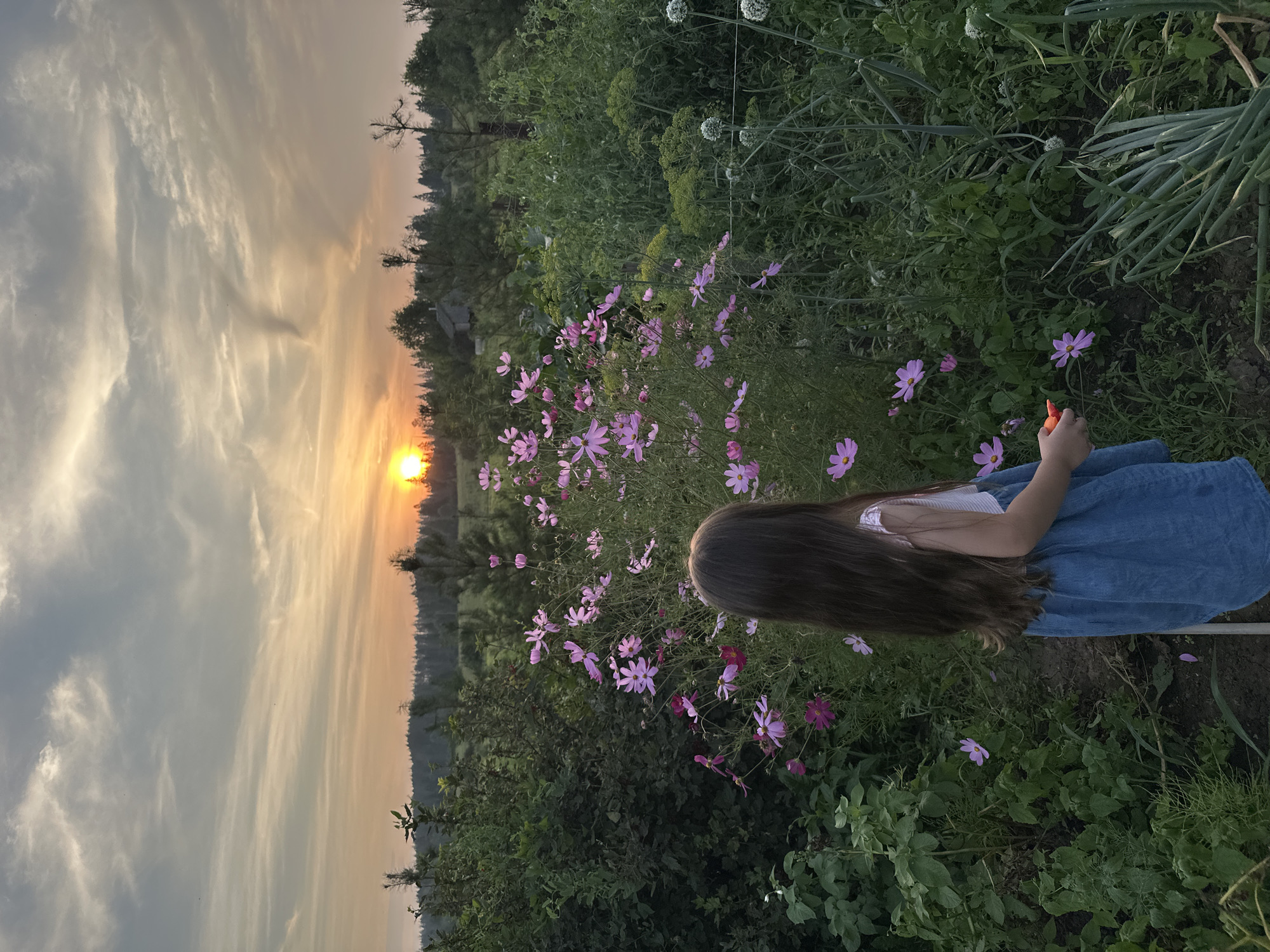A young girl with long brown hair, wearing a blue denim dress and a white top, stands in a garden at sunset. She is viewed from behind, facing a cluster of pink cosmos flowers. Her right hand is extended, holding a small pair of orange-handled shears. The garden is lush with various plants, including what appear to be dill and onions. In the background, a dense forest borders rolling hills. The sky is filled with wispy clouds, with the sun setting on the horizon, casting a warm, orange glow. The location is in the vicinity of the village of Sredneye Kechevo, Russia.