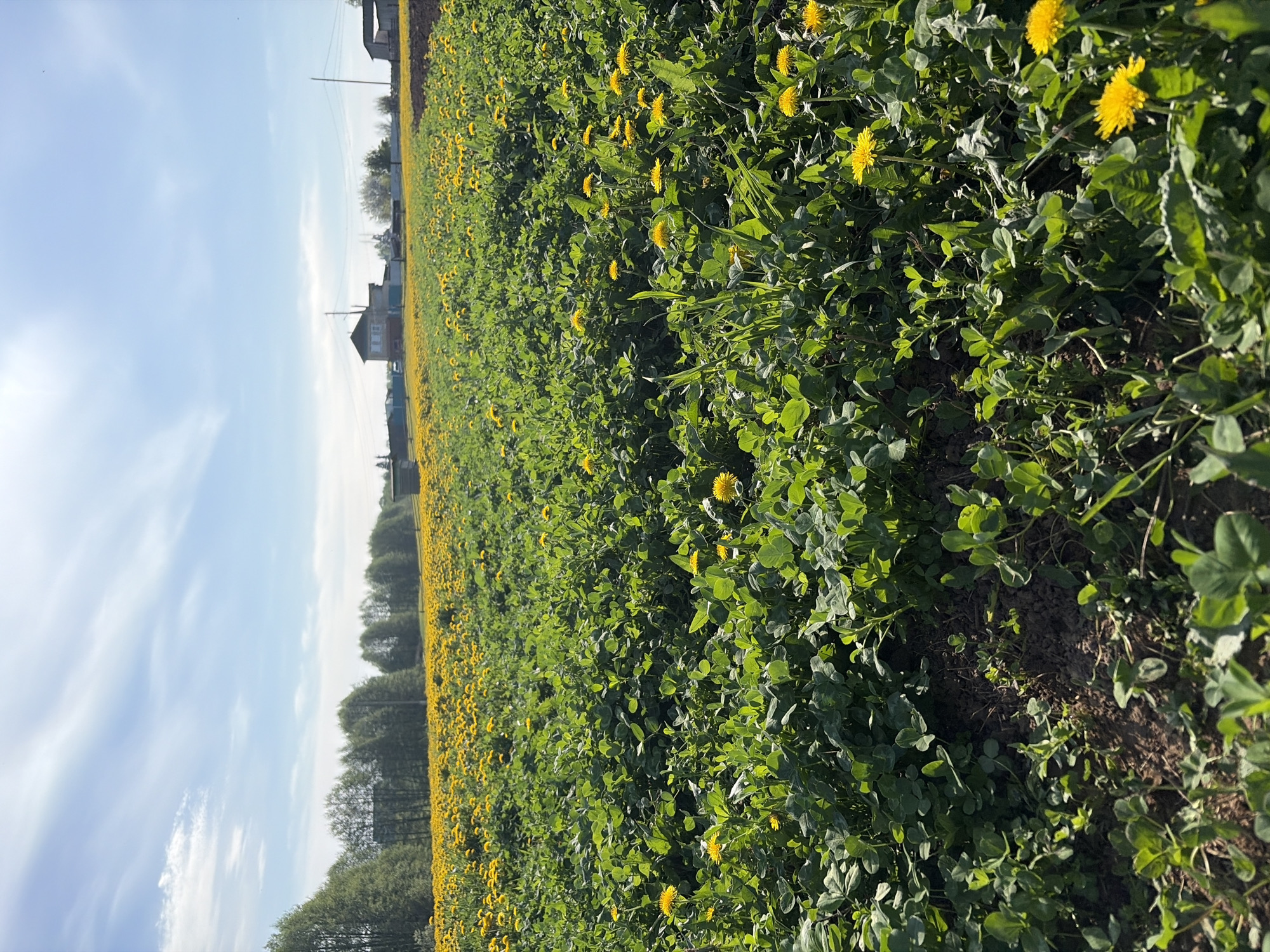 The image depicts a field of green vegetation, predominantly clover, interspersed with numerous yellow dandelion flowers. The field extends into the distance, bordered by a line of trees in the mid-ground and buildings in the far background, indicating a rural or semi-rural setting. The sky above is blue with scattered white clouds. The field is in Кадряково, Russia.