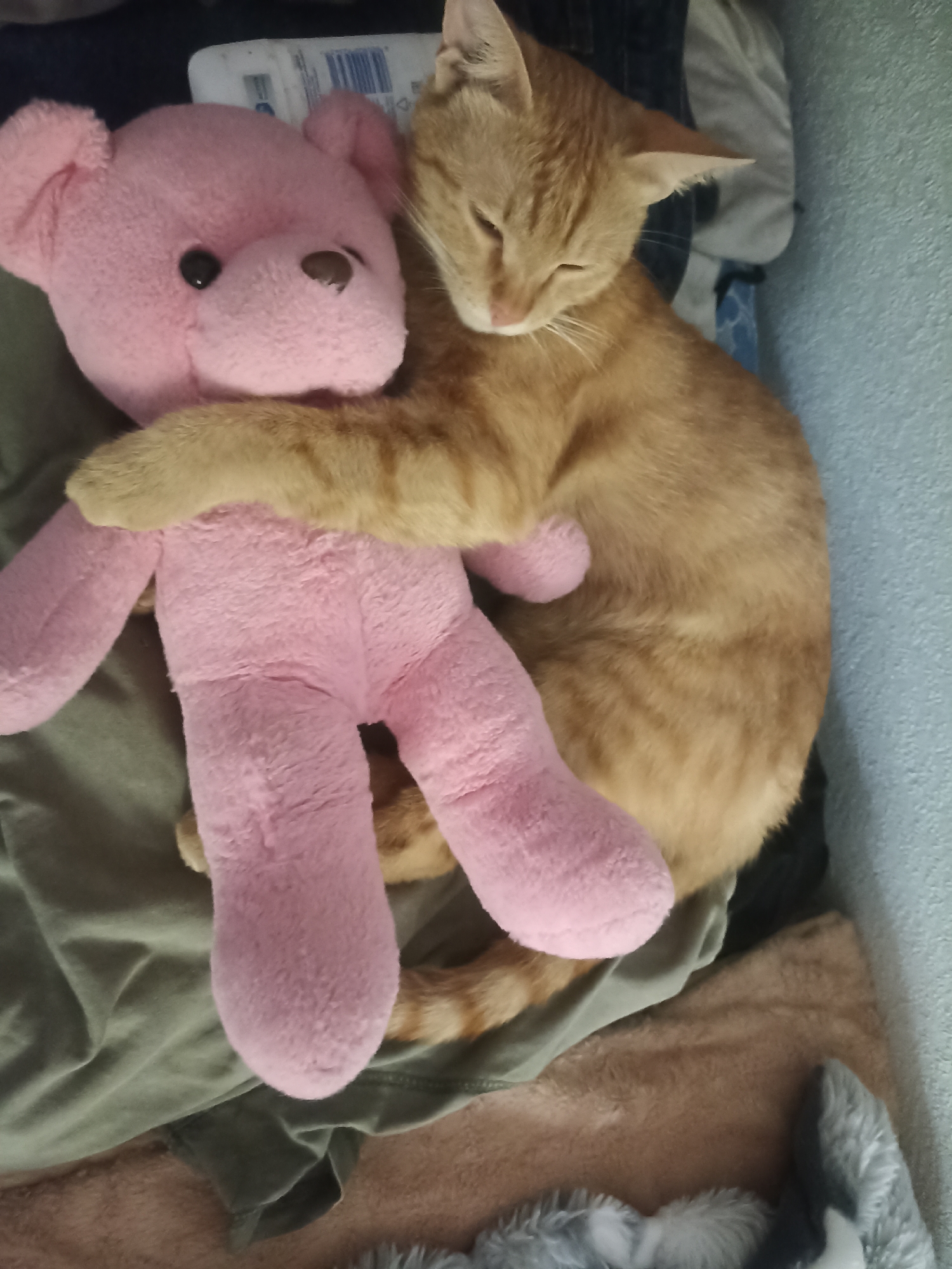 An orange tabby cat is curled up with a pink stuffed bear in what appears to be a domestic indoor setting. The cat has its eyes closed and is nestled into the bear, with its arms wrapped around it. The bear is larger than the cat and is lying on its back. The background consists of soft furnishings and what looks like bedding or clothing. There is no discernible location in the city of Osh, Kyrgyzstan.