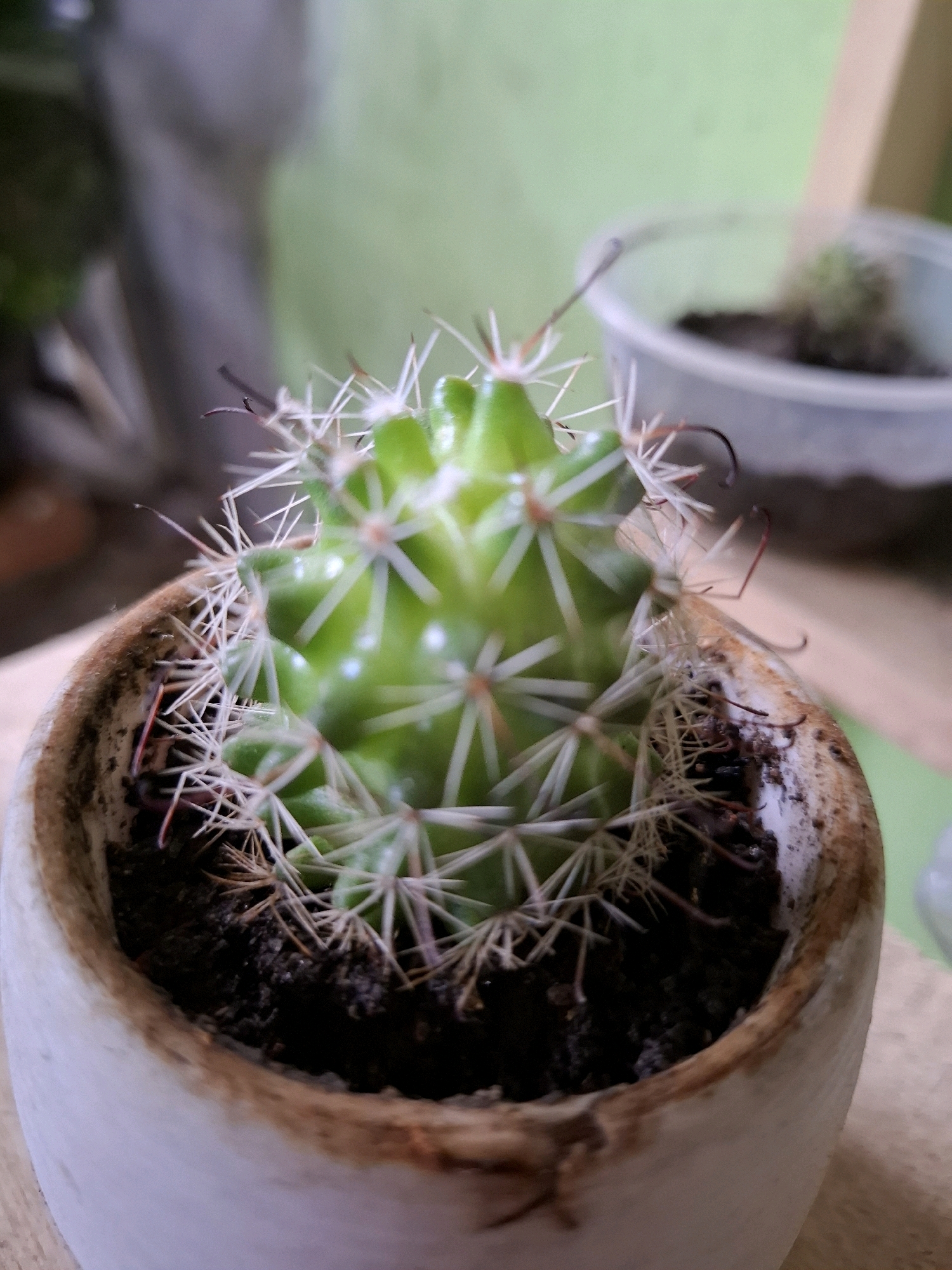 A close-up, eye-level shot shows a small, green cactus with sharp white spines. The cactus is planted in a light-colored, rustic pot with a rough texture and brown staining around the rim. The pot is filled with dark soil. In the background, a second, blurry cactus is visible in a clear plastic container, and beyond that, a muted green wall. The overall lighting suggests an indoor or shaded outdoor environment. The image was captured in the City of Medan, Indonesia.