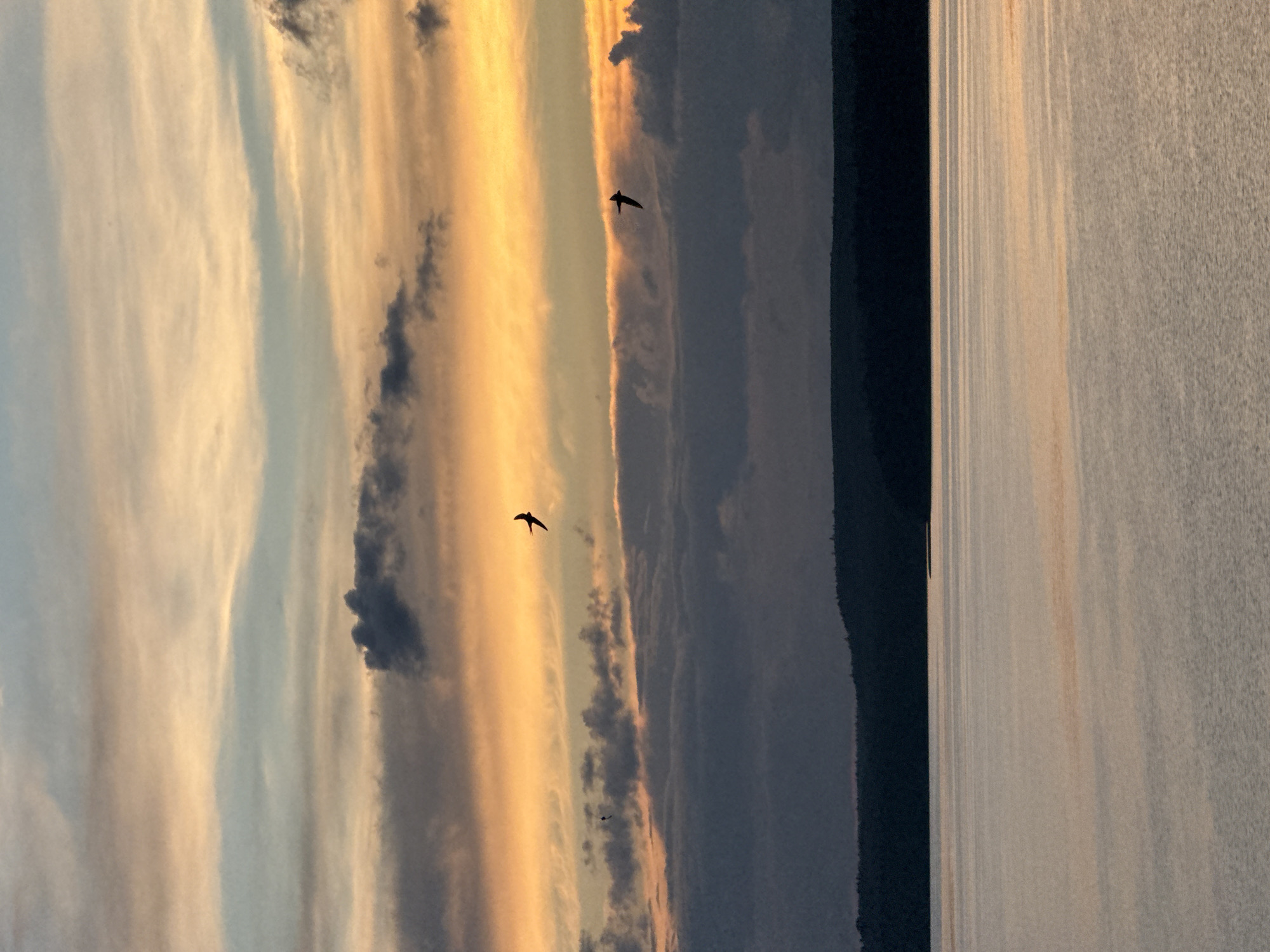 The image depicts a serene sunset over a body of water, likely a lake or river, with a silhouetted treeline forming the horizon. The sky is a canvas of warm colors, with bands of orange, yellow, and pale blue clouds stretching across the frame. Two birds are captured in flight against this vibrant backdrop. The water is calm, reflecting the colors of the sky in soft, diffused light. The foreground shows the expanse of the water, with subtle ripples indicating a gentle breeze. The overall scene conveys a sense of tranquility and natural beauty. There is no discernible indication of the city of Votkinsk, Russia.
