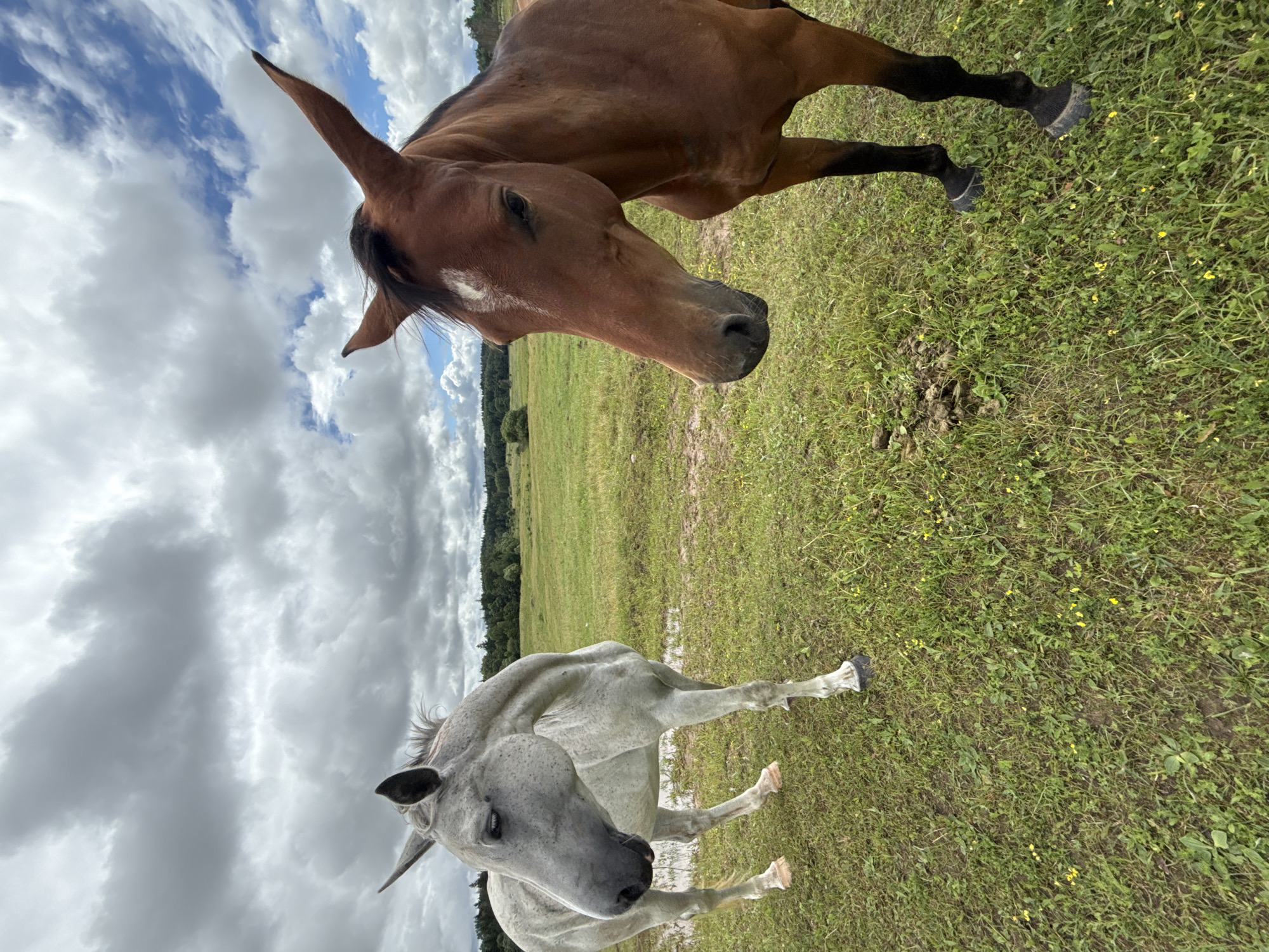 Two horses, one white and one brown, stand in a grassy field under a cloudy sky. The white horse is on the left, facing left, with its head tilted down. The brown horse is on the right, facing forward, with its head tilted down slightly. The field is green with patches of yellow wildflowers and some puddles of water. In the background, there is a line of trees. The image was taken in Galinė, Lithuania.