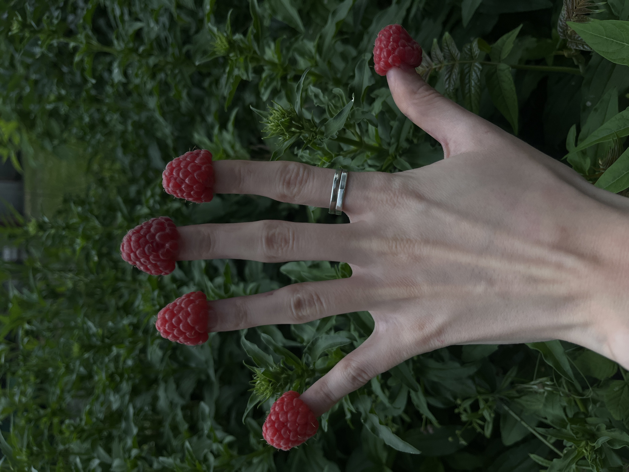 A left hand, with five raspberries placed on the tips of the fingers and thumb, is shown against a background of dense green foliage. The hand is pale with visible veins and has a silver ring on the ring finger. The raspberries are bright red and appear ripe. The scene is outdoors, in what appears to be a garden or natural setting.
