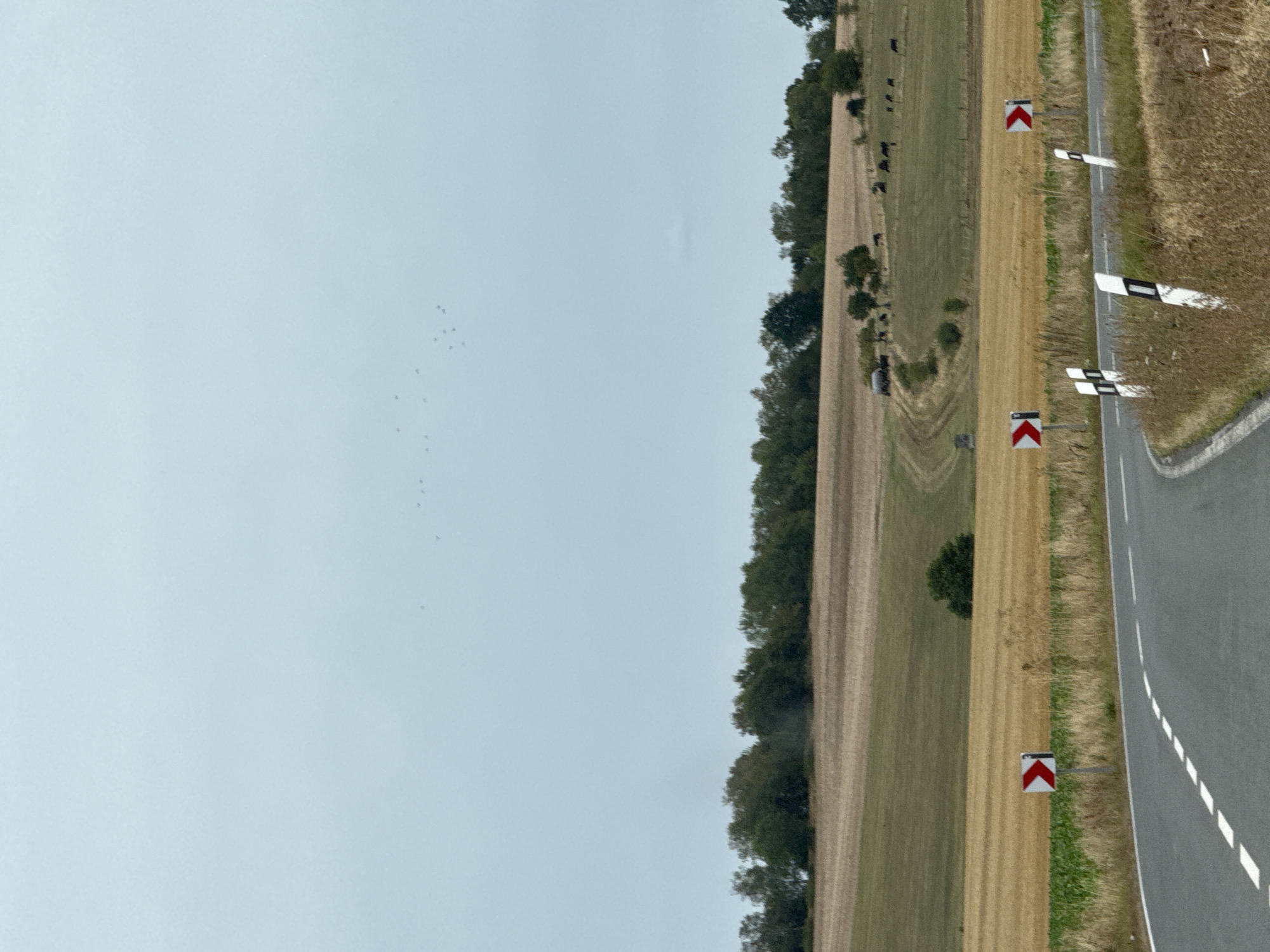 The image depicts a rural road in the vicinity of Hohenstein, Germany. A two-lane asphalt road curves to the right in the foreground, marked by white dashed lines and a solid white line on the left edge. Several white and black striped delineator posts are visible along the side of the road. Two red and white chevron directional signs are also present, indicating a curve to the right.
Beyond the road, a landscape of fields unfolds. The closest field is planted with green crops, transitioning into a harvested field of golden stubble. Further in the distance, rolling hills are covered with different shades of green and yellow agricultural fields, some appearing to be in various stages of harvest or growth. A line of trees borders the fields in the middle ground.
In the upper portion of the image, a flock of small birds can be seen flying in the overcast sky. In the far distance, on one of the hills, a few dark shapes that appear to be cows are scattered across the field. A tractor or similar agricultural vehicle is parked on a dirt track leading up the hill. The overall environment suggests a serene, agricultural setting on a cloudy day.
