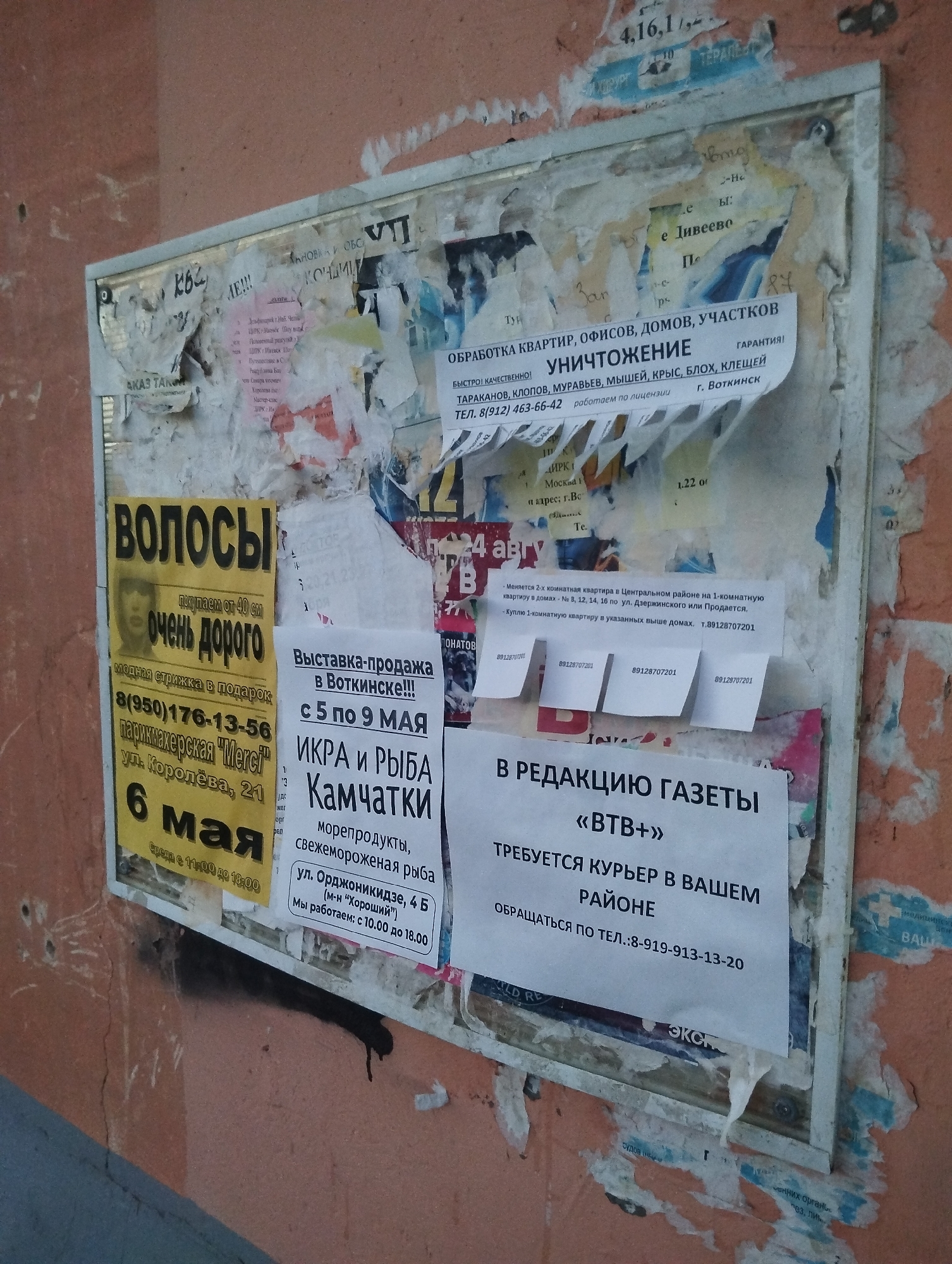 An outdoor bulletin board displays a variety of advertisements and notices in Votkinsk, Russia. A large, yellow advertisement on the left side advertises hair sales "ВОЛОСЫ" "We buy from 40cm". The board also advertises pest control services for apartments, offices, houses, and land in Votkinsk "УНИЧТОЖЕНИЕ". A poster promotes a sale of caviar and fish from Kamchatka, at 4B Ordzhonikidze Street (M-n "Khoroshy"). Another paper advertises a local newspaper "BTB+" looking for a courier. The board is attached to a textured, orange-painted wall.