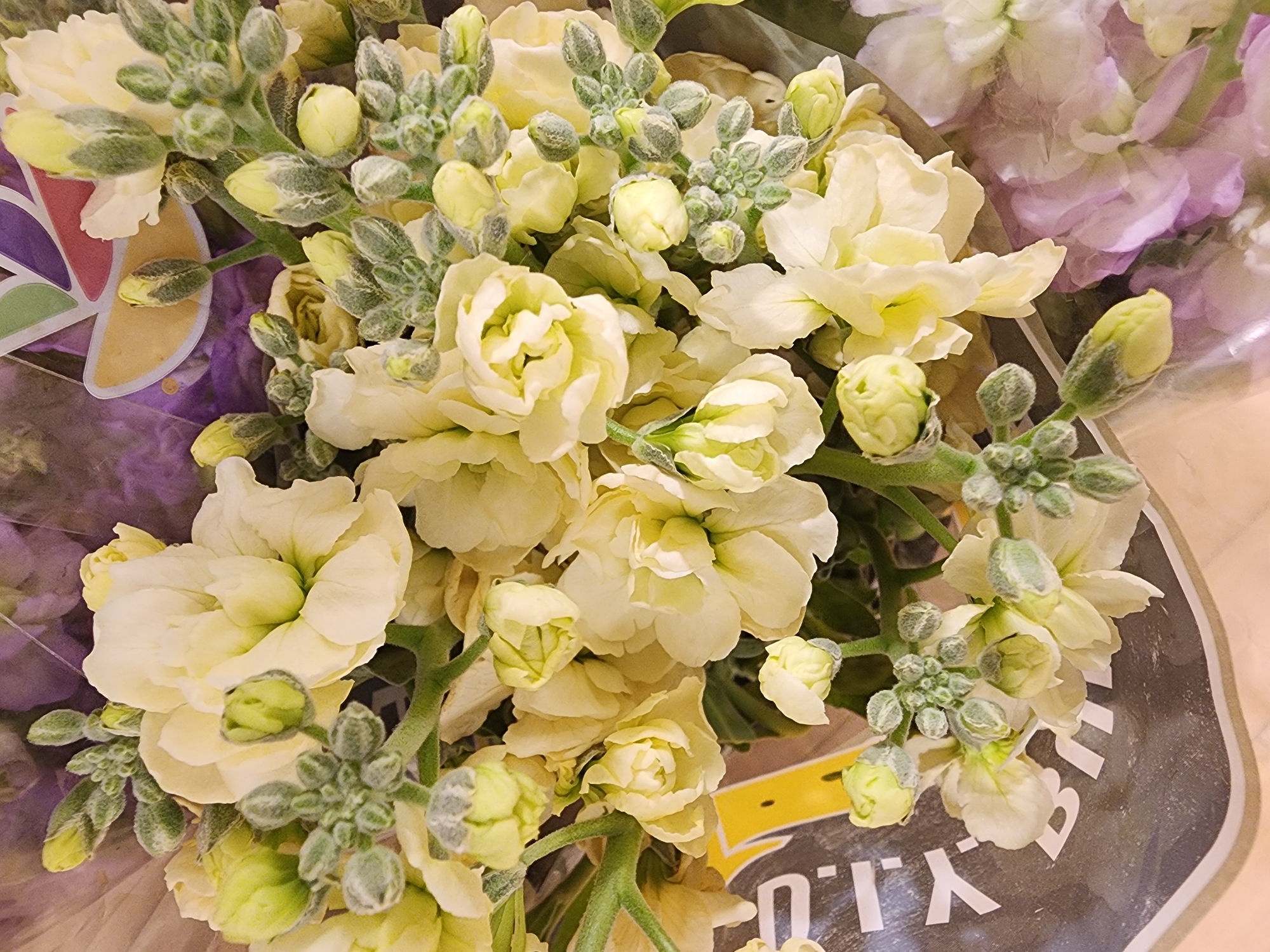 This is a close-up, overhead shot of a bouquet of pale yellow and white flowers, likely stock flowers, with fuzzy green buds. The flowers are densely packed, with some appearing fully bloomed and others in various stages of bud. A piece of packaging with the text "Y.I.B." in large white letters on a dark background is visible in the lower left corner of the image. Behind the yellow and white flowers, there are hints of purple flowers, possibly also stock flowers or sweet peas, adding a contrasting color to the arrangement. The lighting is soft and diffused, creating a gentle glow on the petals. The image appears to have been taken indoors, with the bouquet likely displayed in a shop or as part of a home arrangement. There are no people or animals visible in the frame, and no specific environmental details like a city or location are identifiable.