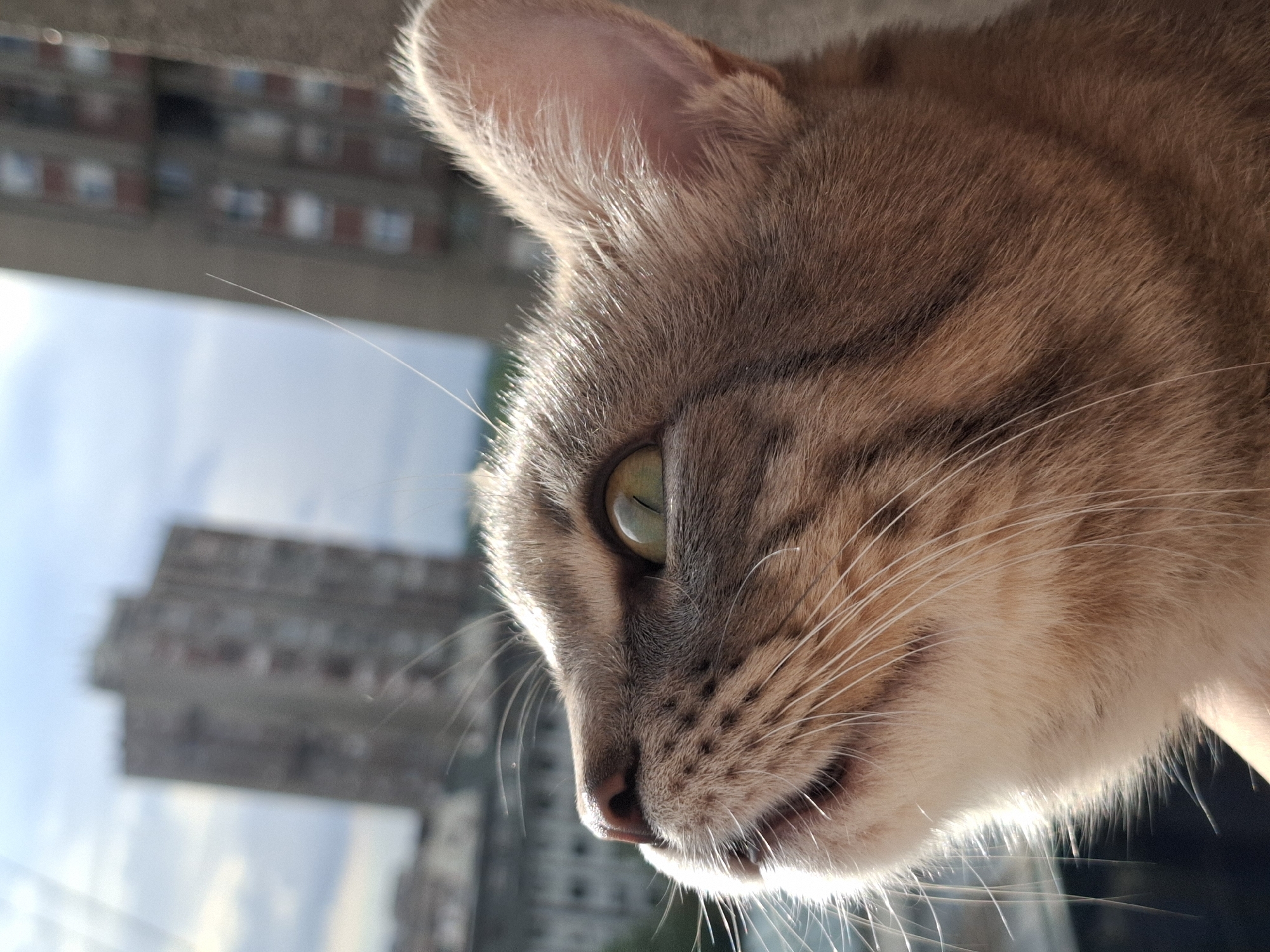 The image shows a close-up, side-view of a cat's face. The cat has light brown and grey fur, with white whiskers and green eyes. The cat's ear is visible at the top of the image. In the background, a tall, light-colored building is visible, slightly out of focus. The sky is blue. Based on the architectural style of the building, it is likely located in Novi Sad, Serbia.
