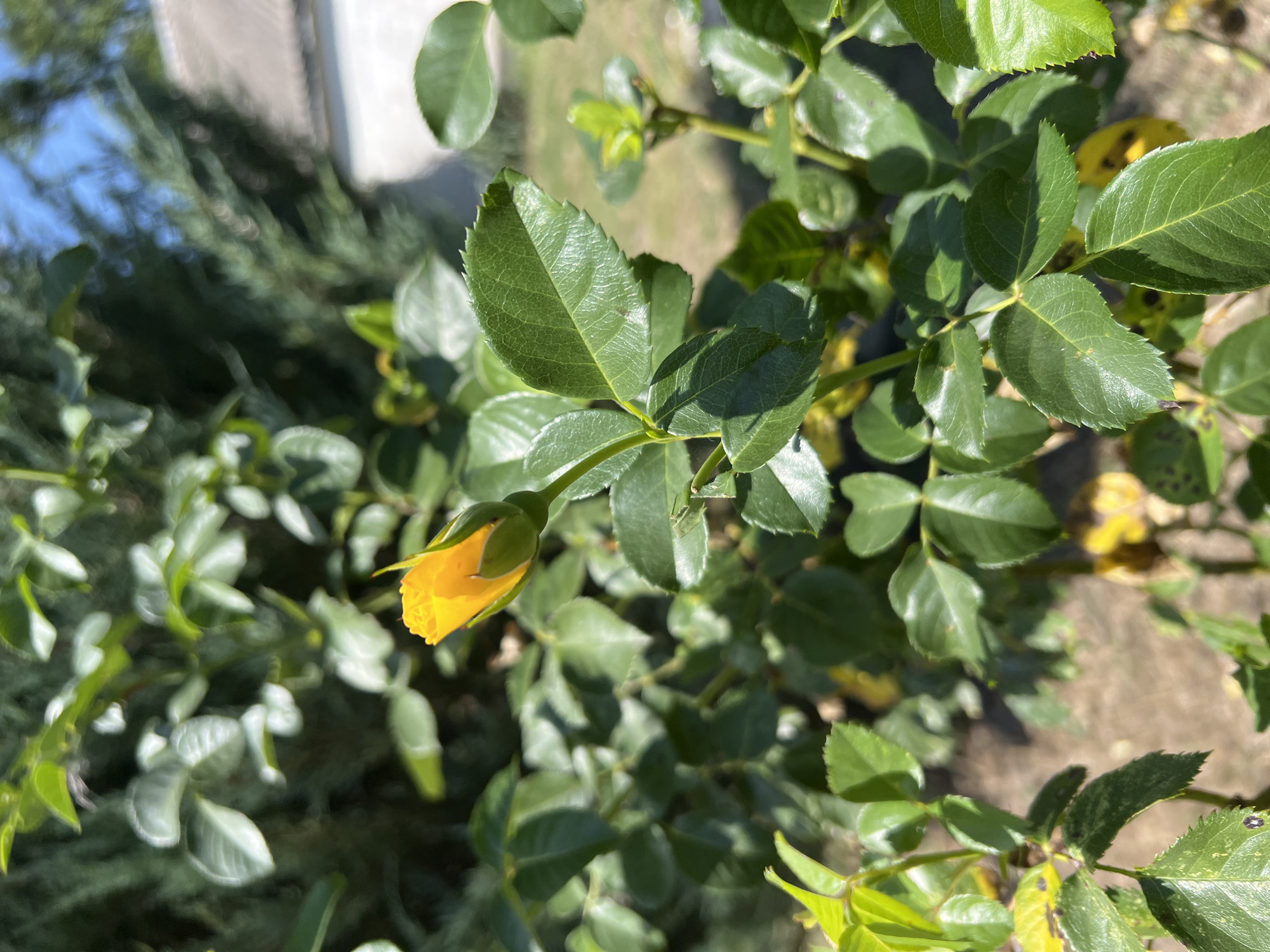 A close-up, eye-level, outdoor shot captures a vibrant yellow rosebud at the center of the frame, its petals tightly furled and hinting at the bloom to come. The bud is perched atop a green stem, surrounded by a dense arrangement of lush, dark green rose leaves. Some leaves show signs of age with yellowing edges and a few small dark spots, suggesting they are not in peak condition.
The background is a soft blur of natural elements. To the left, a dark green evergreen bush or tree provides a shadowy backdrop. To the right, a lighter, out-of-focus area suggests the presence of a building with a light-colored wall and a gray roof, possibly in a residential area. The sky above is a clear, bright blue. The lighting indicates a sunny day, casting gentle shadows and highlighting the textures of the leaves and the smooth surface of the rosebud. The overall scene evokes a sense of a garden on a warm, clear day, with a focus on the delicate promise of the unopened rose.