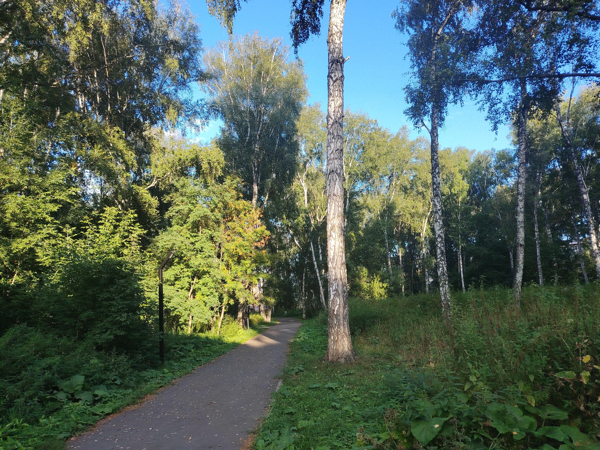 The image depicts a paved pathway winding through a sunlit forest, likely in Kemerovo, Russia. Tall birch trees with distinctive white and black bark dominate the scene, their leaves casting dappled shadows on the path. Lush green foliage, including various shrubs and ground cover, flanks the pathway, creating a natural and serene atmosphere. The sky above is a clear, vibrant blue. A solitary black lamppost stands near the edge of the path on the left side of the frame, suggesting this is a park or recreational area. The overall impression is one of a tranquil, wooded urban landscape.