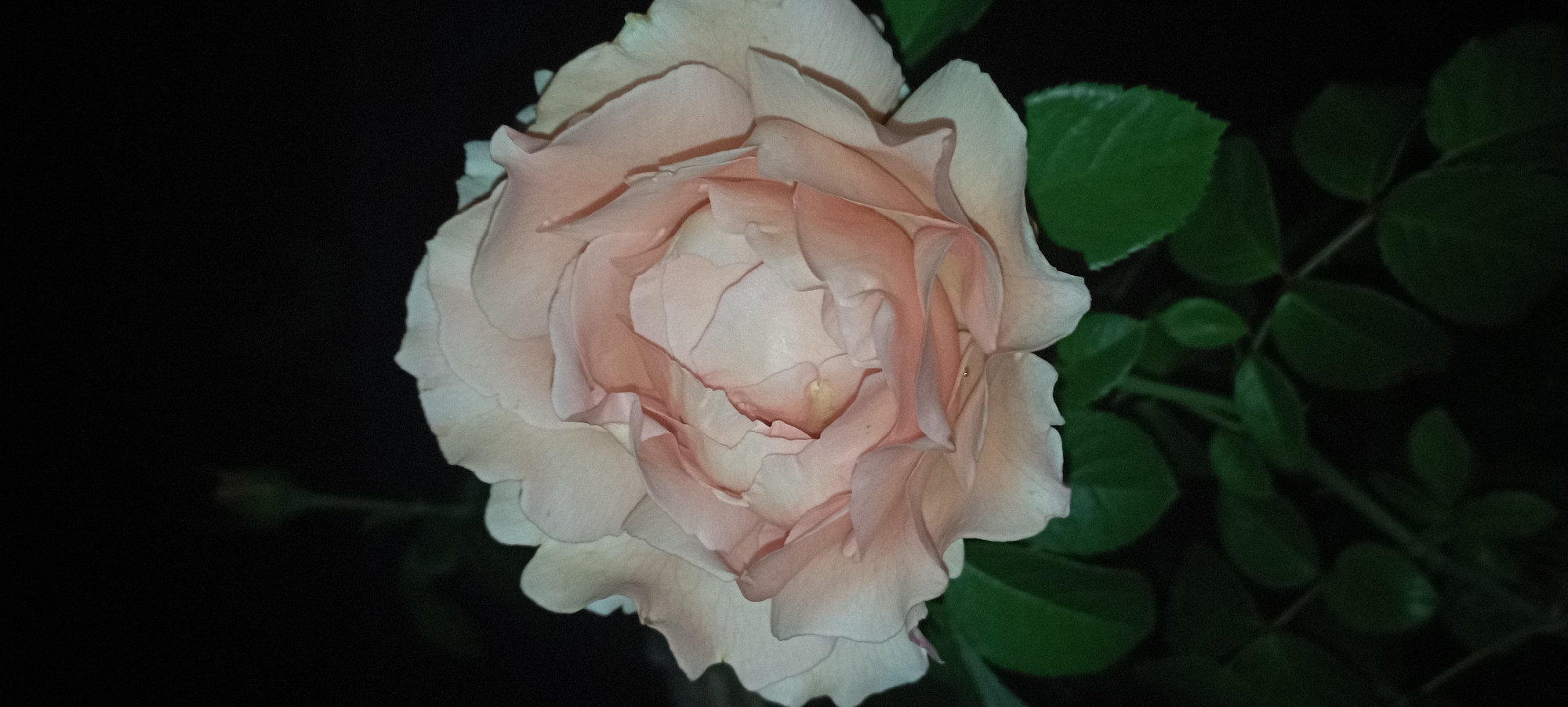 A close-up, dark-lit photograph showcases a pale pink rose in full bloom, its delicate petals layered and unfurling. The rose is positioned centrally, with its soft, creamy pink hues contrasting against the deep black background. To the right of the rose, several dark green leaves of a rose bush are visible, their shapes softened by the low light. The overall impression is one of quiet beauty and natural elegance, captured at what appears to be nighttime. The setting is likely a garden in Radisne, Ukraine, given the context. No text is visible in the image.