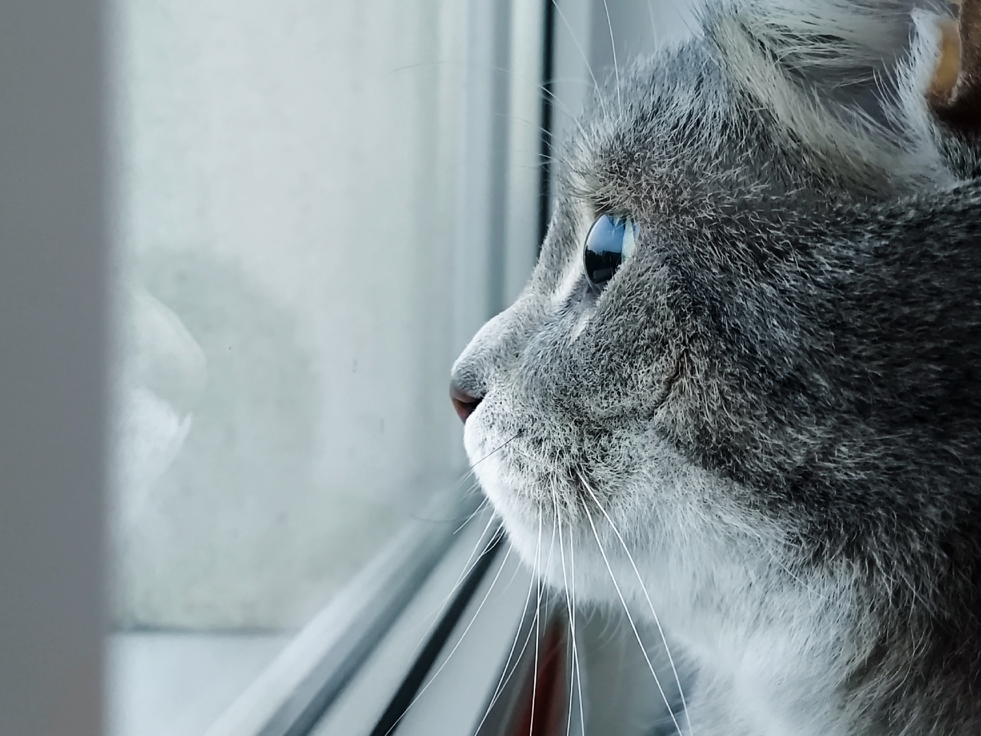 A close-up, side profile of a grey and white cat looking out a window. The cat's fur is detailed, showing individual strands. Its eye is a striking blue with a reflection of light. The background is a blurred, pale gray, likely the exterior scene viewed through the glass. The image is taken from a slightly low angle, focusing on the cat's head and whiskers.