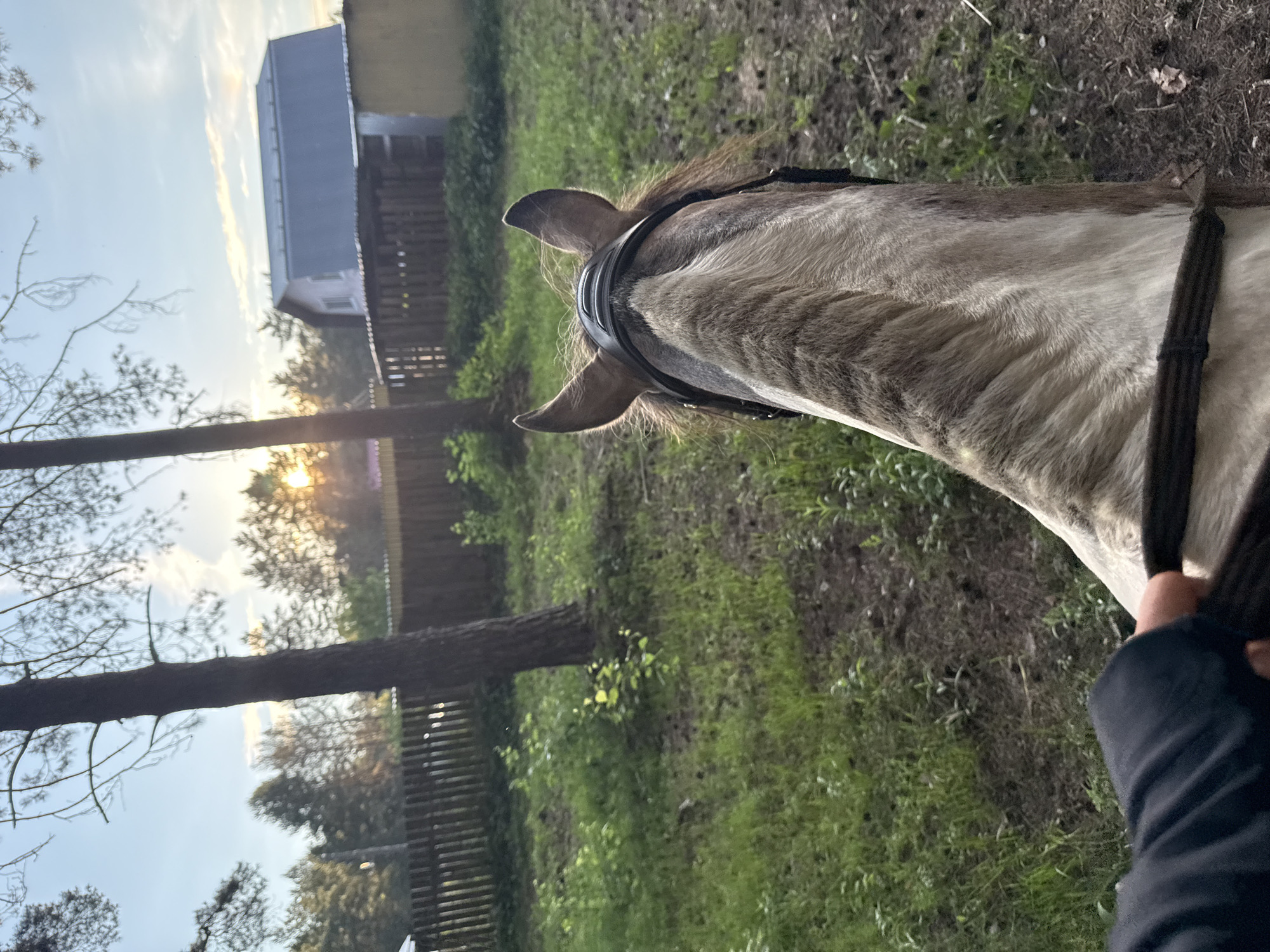 An over-the-shoulder point-of-view shot captures the back of a horse with a rider's hand on the reins. The horse is light brown and white with dark brown mane and ears. It wears a black bridle. The rider's hand, wearing a dark blue jacket, is visible on the left side of the frame, holding a dark rein. The horse is in a grassy, wooded area with scattered trees, a wooden fence, and a building in the background. The sun is setting, casting a warm glow through the trees and across the sky. The location is identified as Chaikovsky, Russia.