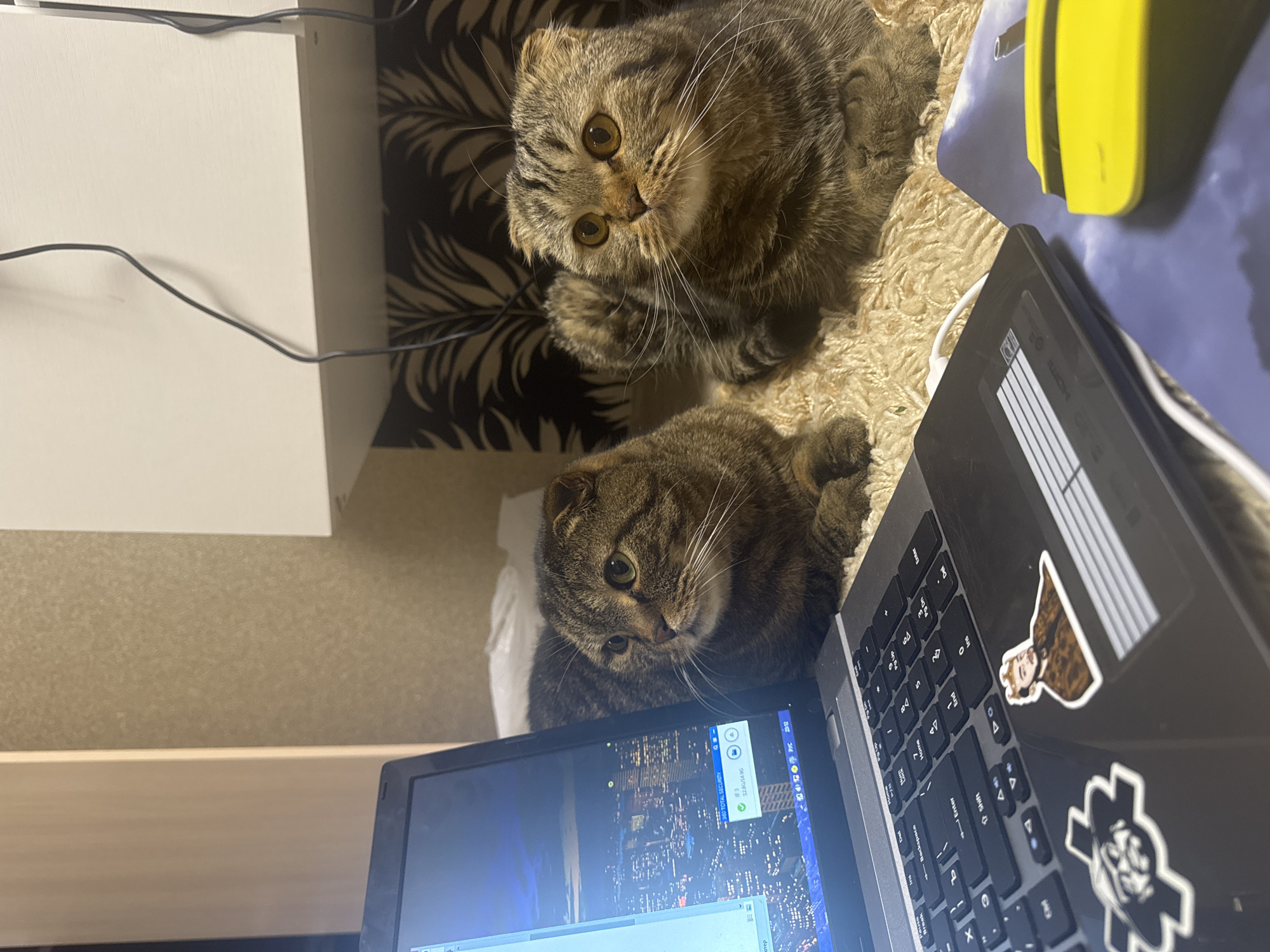 Two Scottish Fold cats are looking at the camera. One cat is positioned above the other. A laptop computer is open and displaying a computer screen. The laptop is decorated with stickers. A white desk is visible in the background. The room has light beige walls. The location may be Chaikovsky, Russia, as per the prompt.