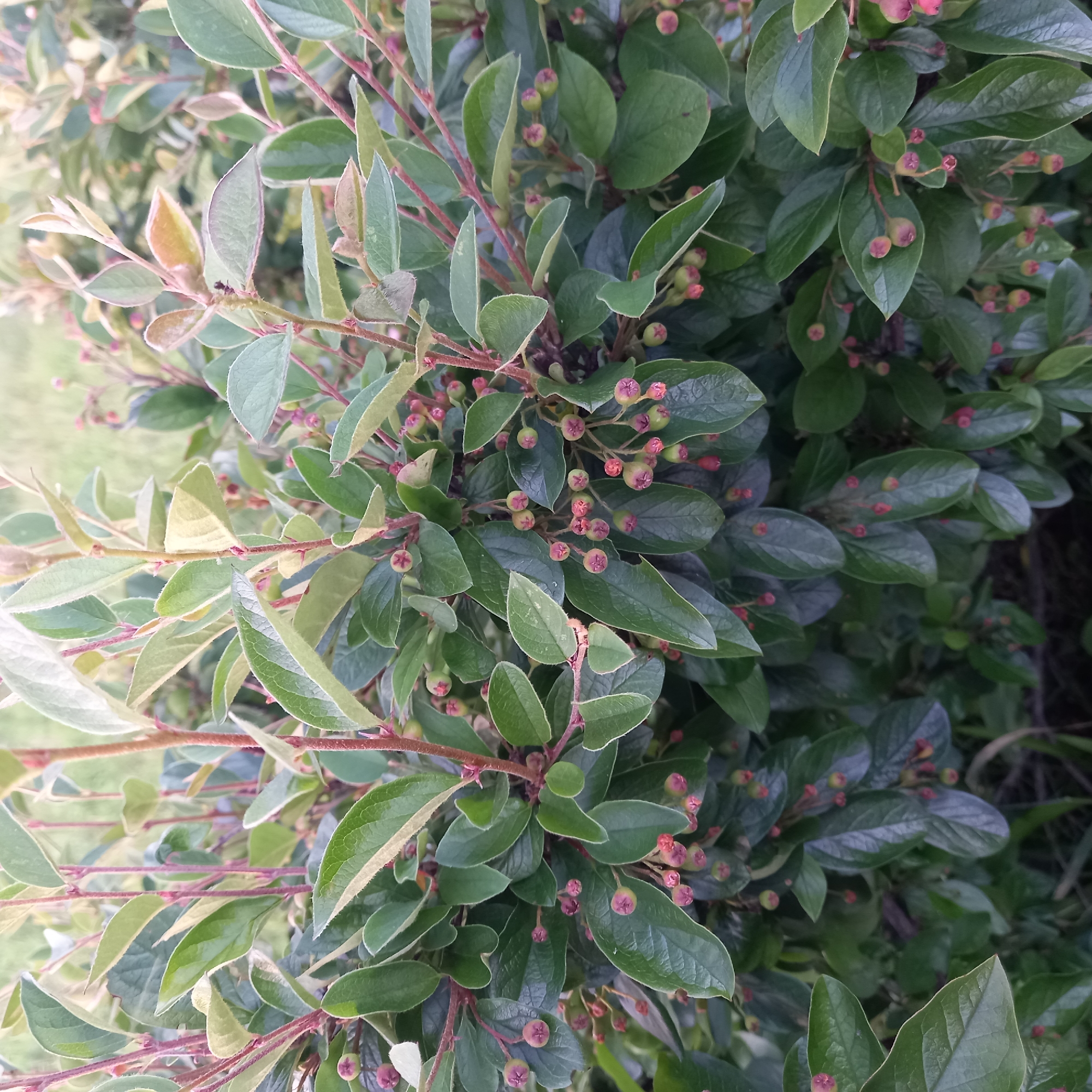 The image displays a close-up view of a dense shrub with numerous small, developing berries. The berries are mostly a muted red and green color, with some showing a purplish hue. They are clustered along reddish-brown stems, nestled amongst dark green, ovate leaves. Some of the leaves exhibit a slight variegation, with lighter green or creamy edges. The background is a soft, out-of-focus blur of green and brown, suggesting an outdoor setting with vegetation. No people or specific urban landmarks are visible, making it impossible to definitively place the scene in Khimki, Russia, or any other specific city. The overall impression is one of natural growth and the early stages of fruit development.