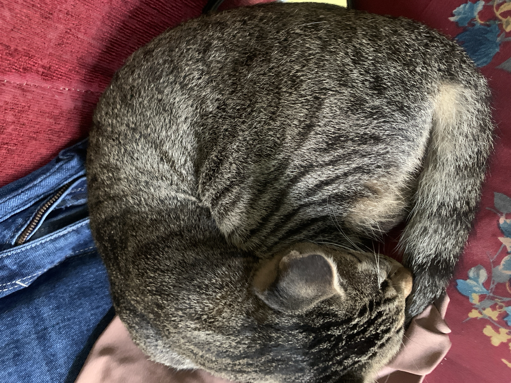 An adult tabby cat is curled up and sleeping on a red textured surface, possibly a couch. The cat's fur is a mix of gray, black, and brown stripes. To the left of the cat, blue denim fabric is visible, with a zipper. A pinkish-tan cloth is also partially visible beneath the cat. The background consists of the red textured surface with a subtle floral pattern. The scene appears to be indoors, possibly in a residential setting. No specific location in Jajag, Indonesia, can be determined from the image.
