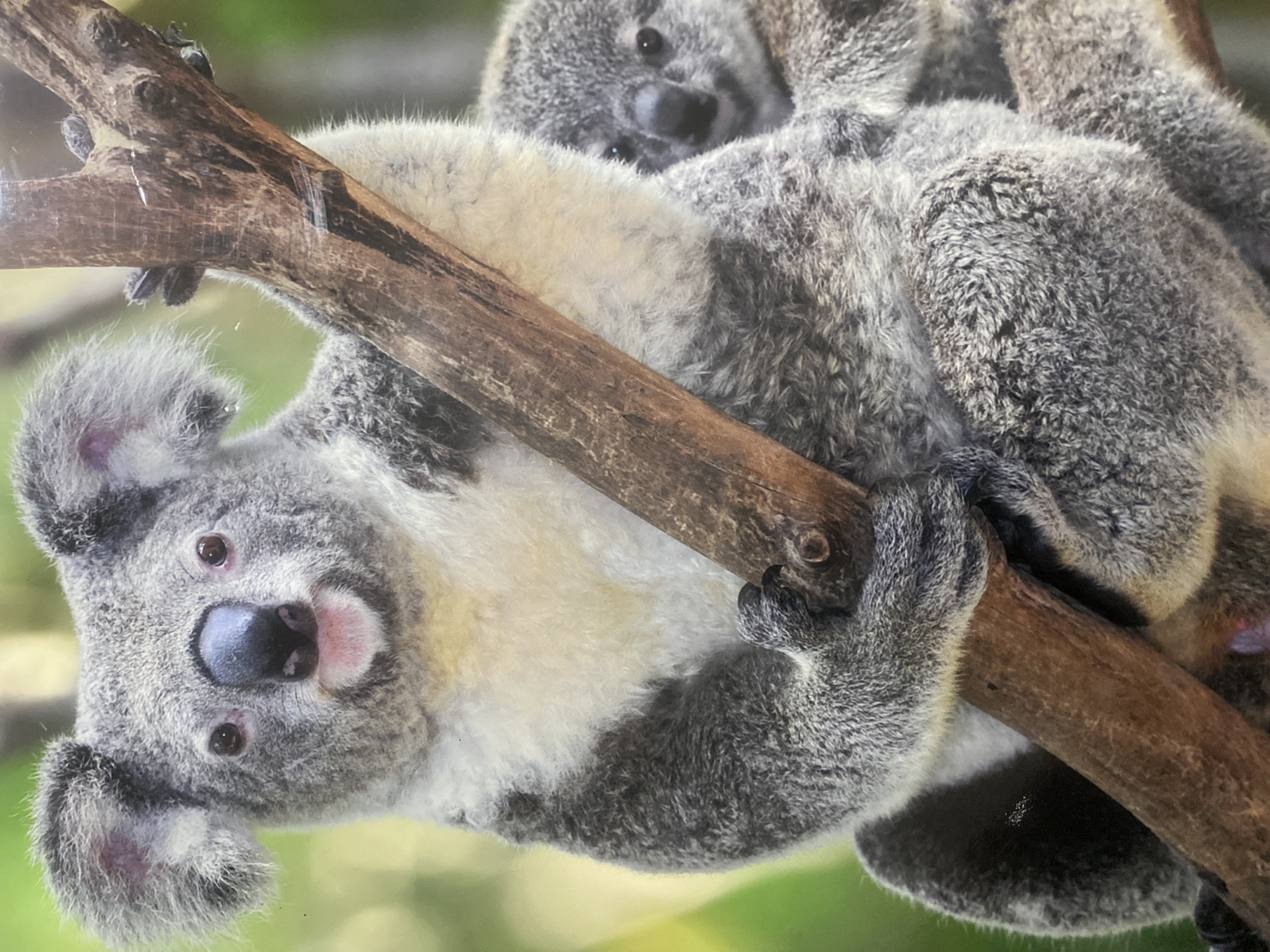 An adult koala with dense grey fur and a prominent white chest is depicted in a close-up view, positioned on a textured brown tree branch. The koala's face is oriented towards the viewer, featuring a large, dark, leathery nose, dark eyes, and a slightly open mouth revealing a pink lower lip. Both front paws are observed firmly gripping the tree branch. Partially visible behind the adult, to its right, is a smaller koala, a joey, peering out with its face and a portion of its grey fur visible. The background is composed of blurred green foliage, suggesting an outdoor or naturalistic enclosure. The scene is set in Davao City, Philippines.