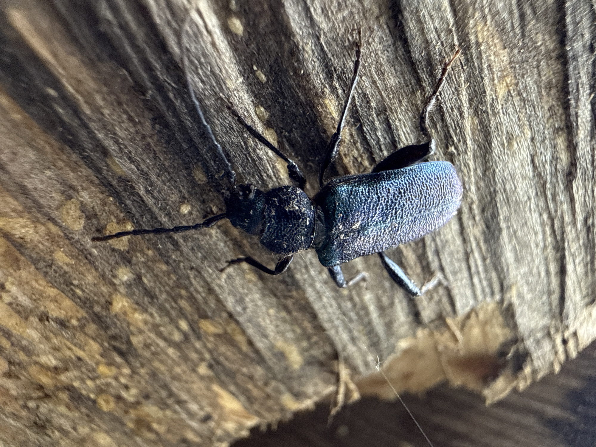 A close-up photograph depicts a beetle resting on a weathered wooden surface. The beetle has a dark-colored body and long, segmented antennae. The elytra (wing covers) display an iridescent blue-green hue. The wooden surface is textured with grain and cracks, suggesting it is aged or weathered. A thin strand of what appears to be spider silk is visible in the lower-right corner of the image. The location, Tyulyuk, Russia, is not directly discernible from the visual information provided.