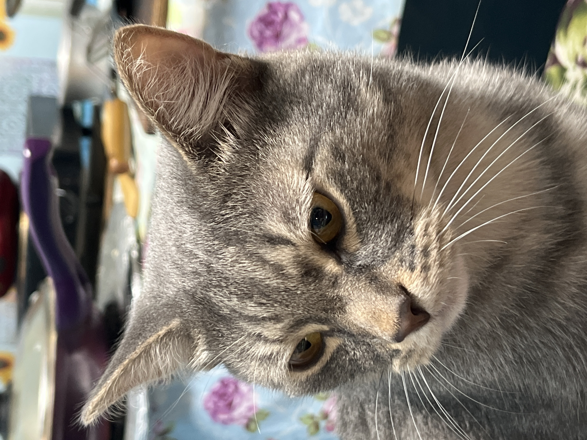 A close-up shot of a gray tabby cat with yellow eyes, its head tilted downwards, revealing details of its fur and whiskers. The background shows a patterned blue tablecloth with pink floral designs and some kitchen utensils. There is no indication of the location being Nizhny Tagil, Russia, within the image.