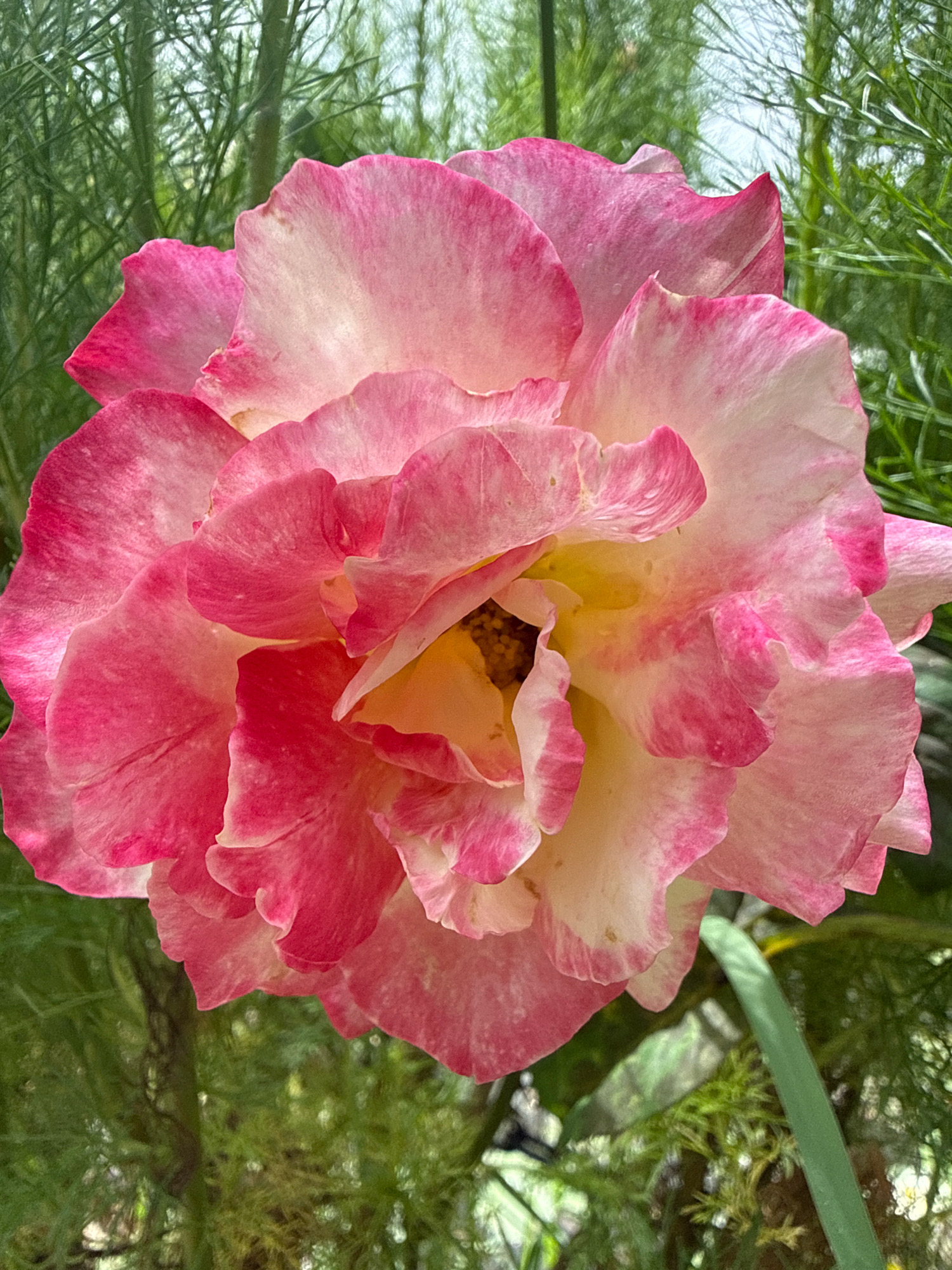 A close-up, vertical, outdoor shot captures a fully bloomed pink and white rose, with its delicate petals unfurling. The flower's center reveals a yellow hue, adding a warm contrast to the vibrant pink edges that are tinged with white. Surrounding the rose, out-of-focus green foliage and thin branches create a natural, garden-like backdrop. The scene is located in Hiệp Thạnh, Vietnam.