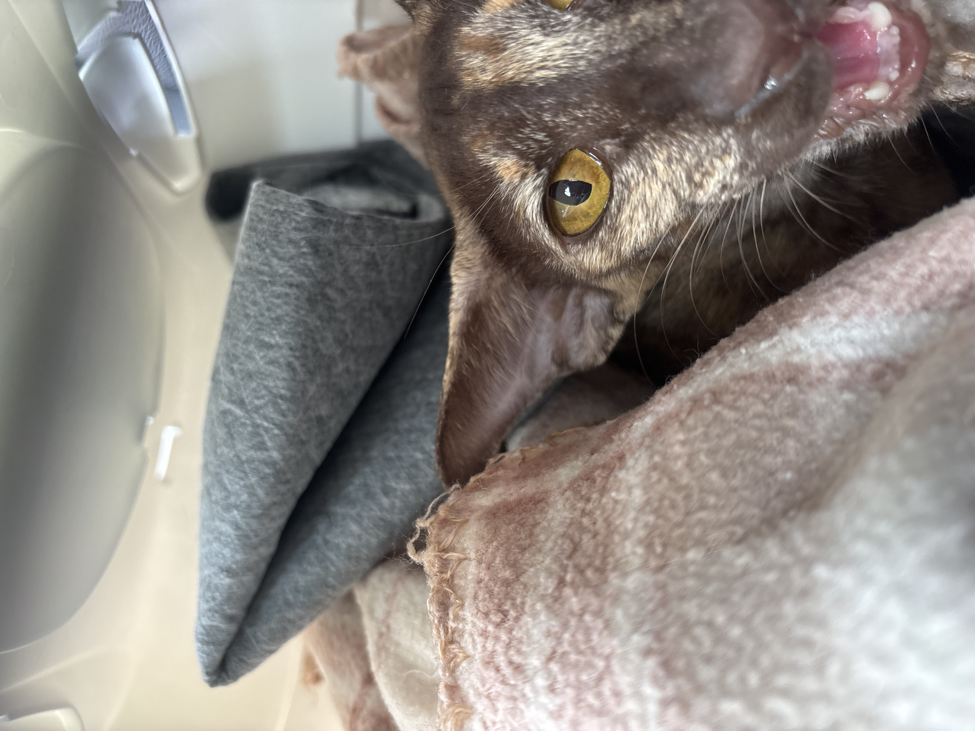 A close-up shot shows a brown cat with amber eyes and an open mouth, revealing its teeth and pink gums. The cat is partially obscured by folded blankets, one grey and one pink and white. The scene appears to be inside a pet carrier, as suggested by the visible white plastic of the carrier. There's no information or evidence to suggest the location is Izhevsk, Russia.