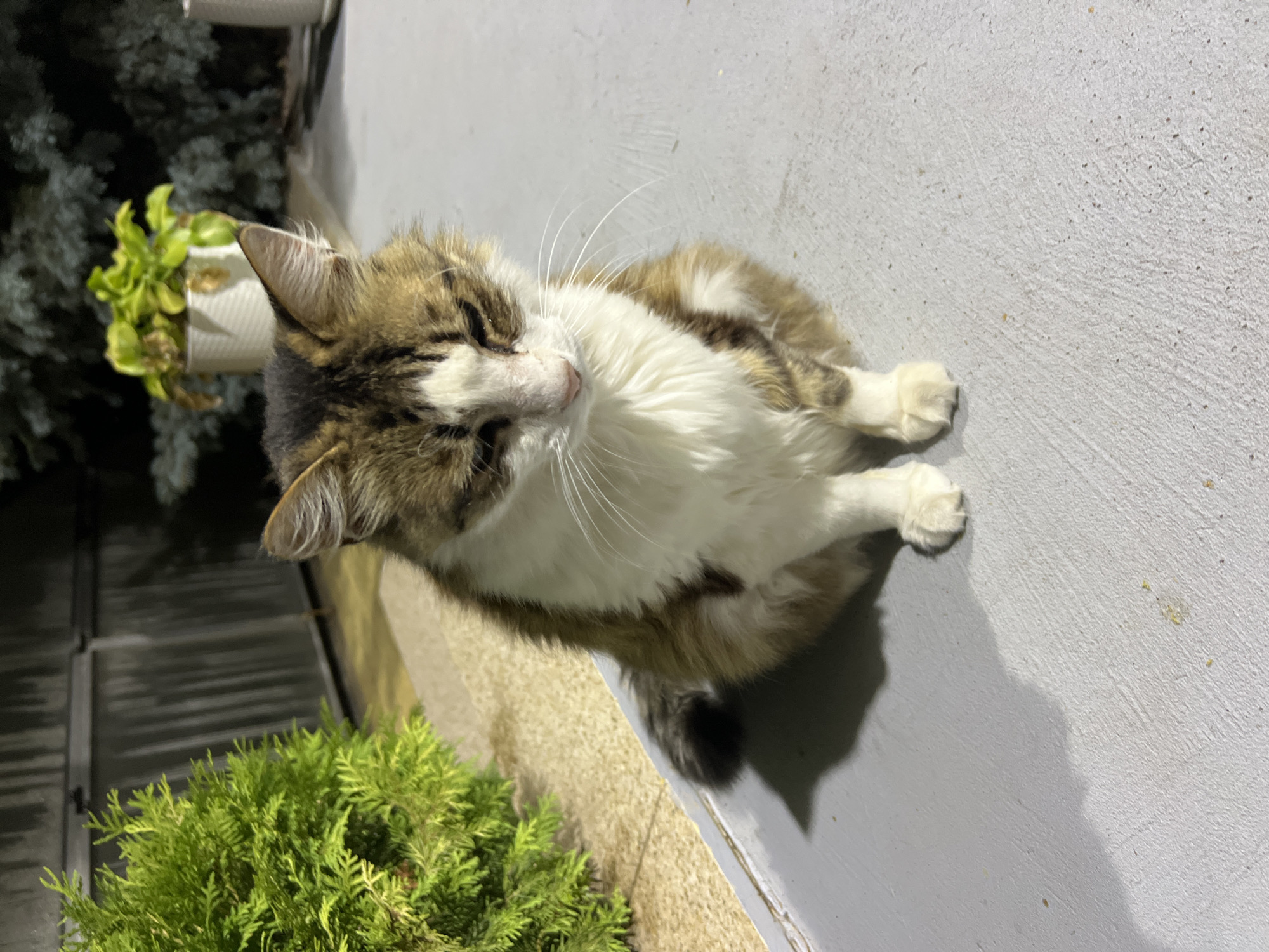 A cat sits on a gray concrete surface. The cat is mostly white with brown and black markings on its head, back, and tail. It has fluffy fur and its eyes are closed, as if it is sleeping or resting. To the left of the cat, there is a green bushy plant. In the background, there is a dark fence and some trees, with a potted plant visible in the distance. The lighting suggests it is nighttime or dusk. There is no indication of the location being in Fontanka, Ukraine.