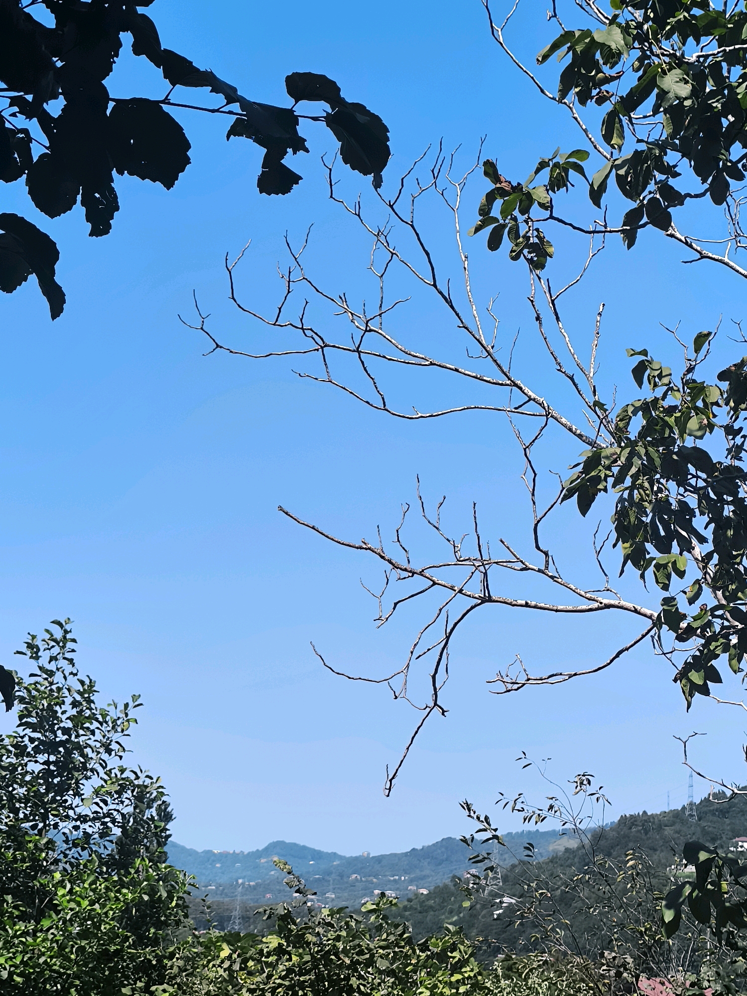 The image depicts a view of lush green hills dotted with houses and scattered electricity pylons under a clear blue sky. The foreground is dominated by silhouetted tree branches and foliage, some with dark leaves and others with bare twigs. In the middle ground, the rolling hills are covered with dense vegetation, and various buildings can be seen nestled within the landscape. The background shows more distant hills, also covered in greenery, fading into the haze. The scene suggests a rural or semi-rural setting within the outskirts of Batumi, Georgia, characterized by a natural landscape interspersed with signs of human habitation and infrastructure. There are no people or animals visible in the frame.