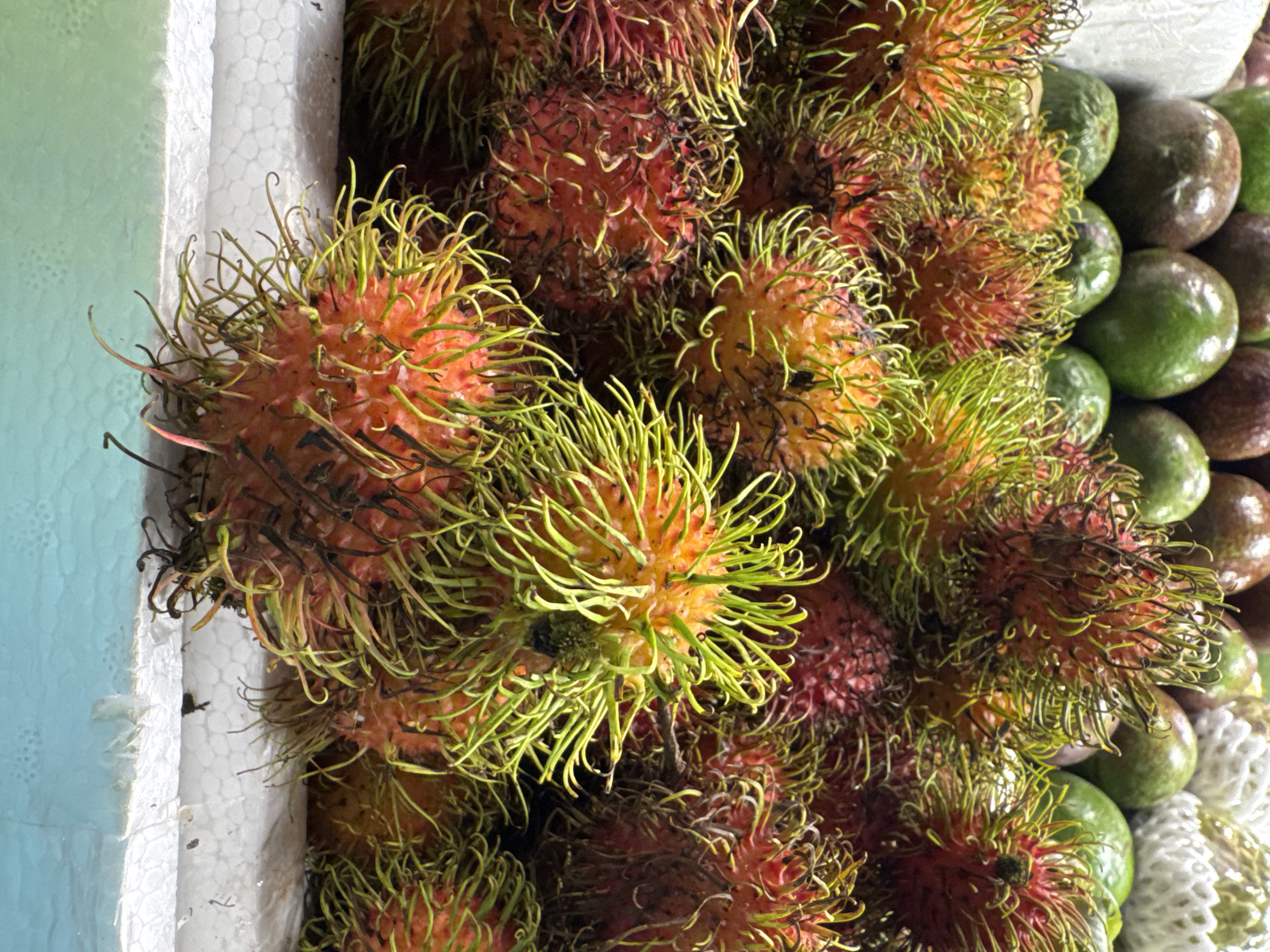 A close-up, eye-level, medium shot captures a pile of rambutans, a tropical fruit, at a market stall in Karon, Thailand. The rambutans are the primary focus, with their spiky, red, and yellow husks and green, hair-like tendrils filling the majority of the frame. In the background, out of focus, are other fruits, including avocados and what appear to be passion fruits, as well as a white mesh protective covering, possibly for melons. The fruits are arranged on a white styrofoam surface, with a turquoise-colored surface visible below it. The lighting is bright and even, suggesting an outdoor or well-lit indoor market setting. No people are visible in the image.