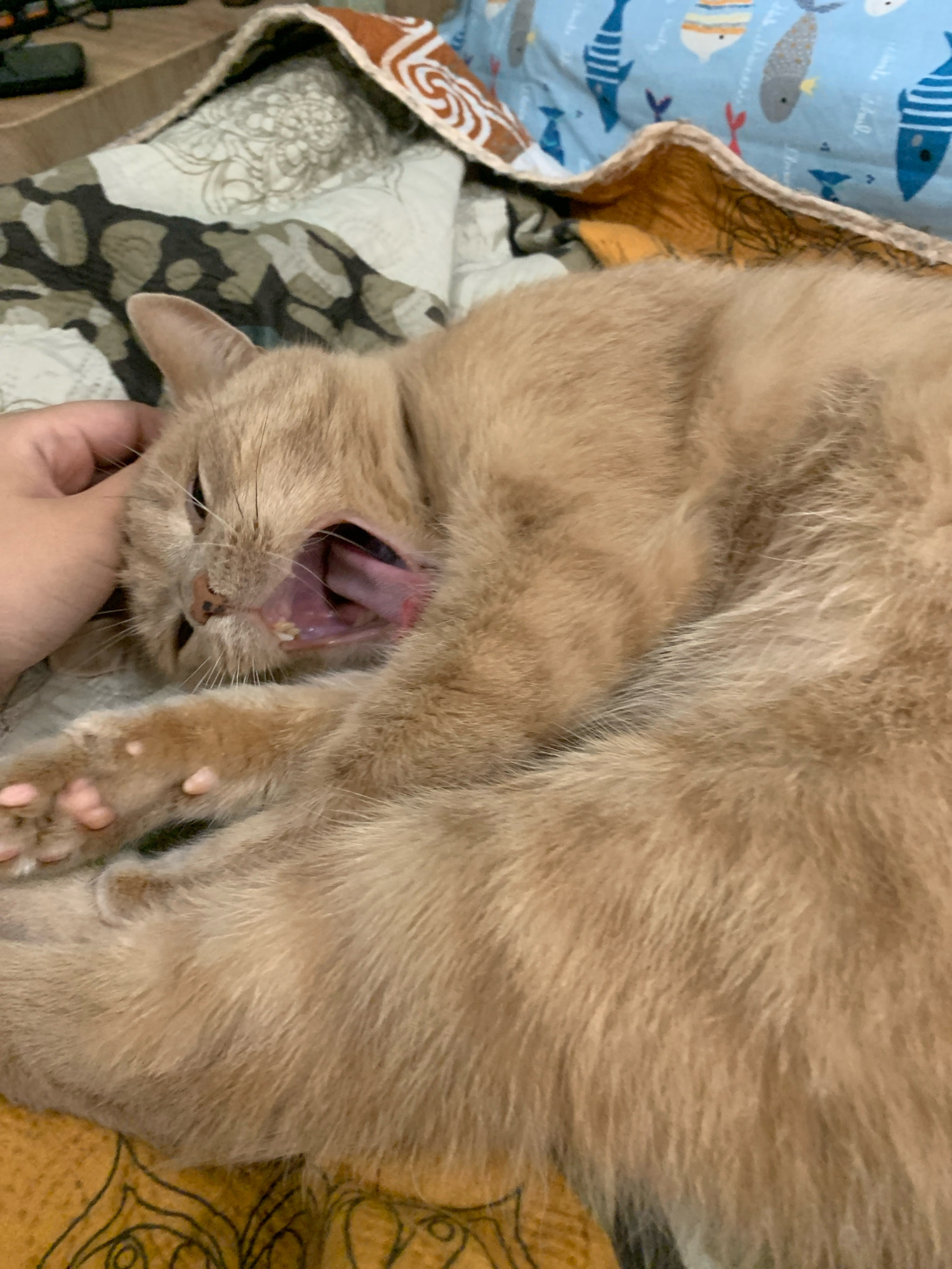 A ginger cat is on a bed, yawning widely. The cat's mouth is open, revealing its pink tongue and teeth. Its eyes are partially closed. A human hand is petting the cat's head. The background shows bedding with various patterns. The image is taken from a close-up perspective, focusing on the cat's face and foreleg. There is no information in the image or provided that can help locate the scene in Asha, Russia.
