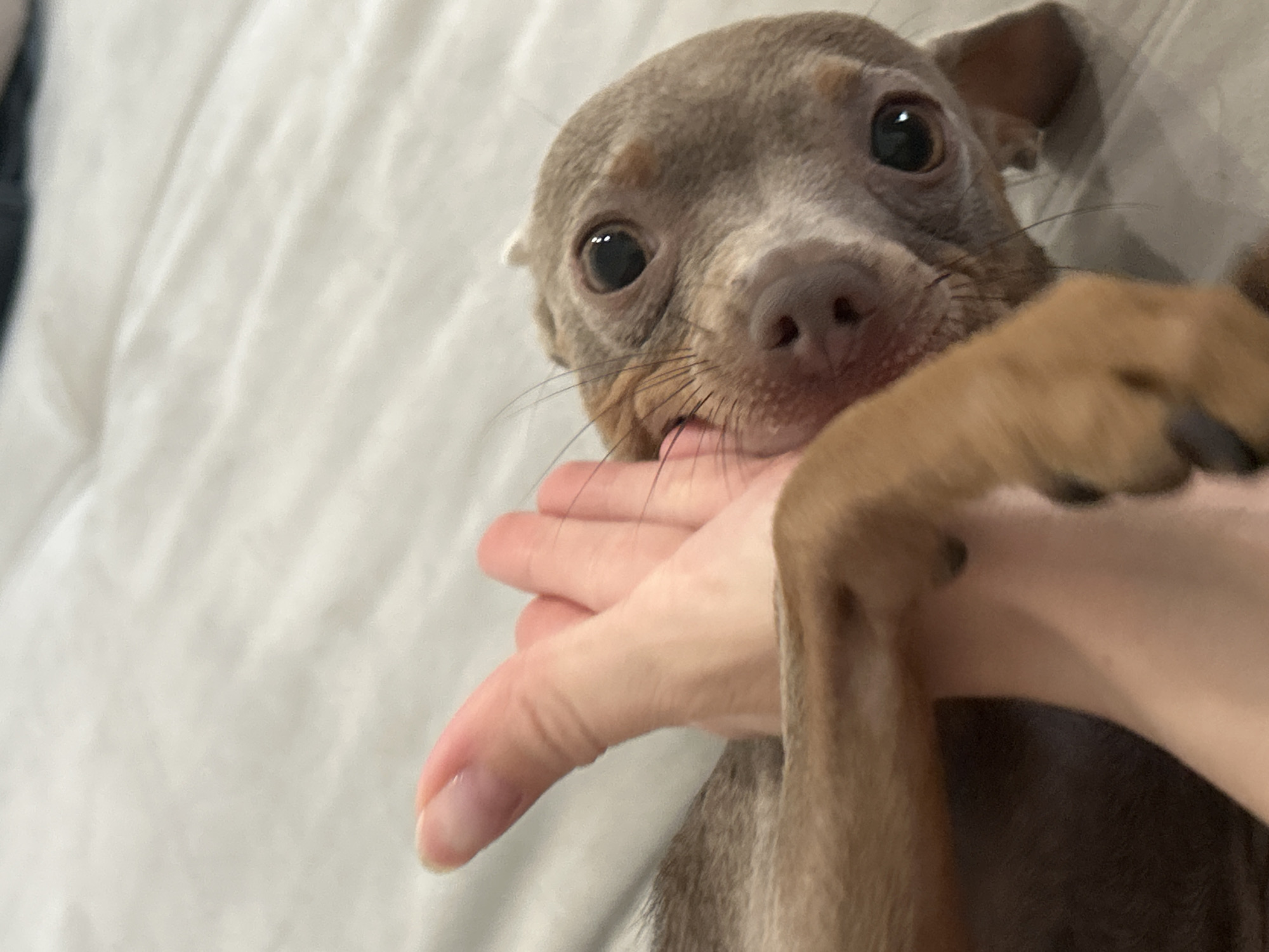 A close-up shot depicts a small, greyish-brown dog being held by a person. The dog has large, dark eyes, a pink nose, and is positioned close to the camera. The person's hand and forearm are visible, holding the dog. The background is a blurred, light-colored surface, likely a bed sheet or blanket. The location is not identifiable as Chaikovsky, Russia, from the image alone.