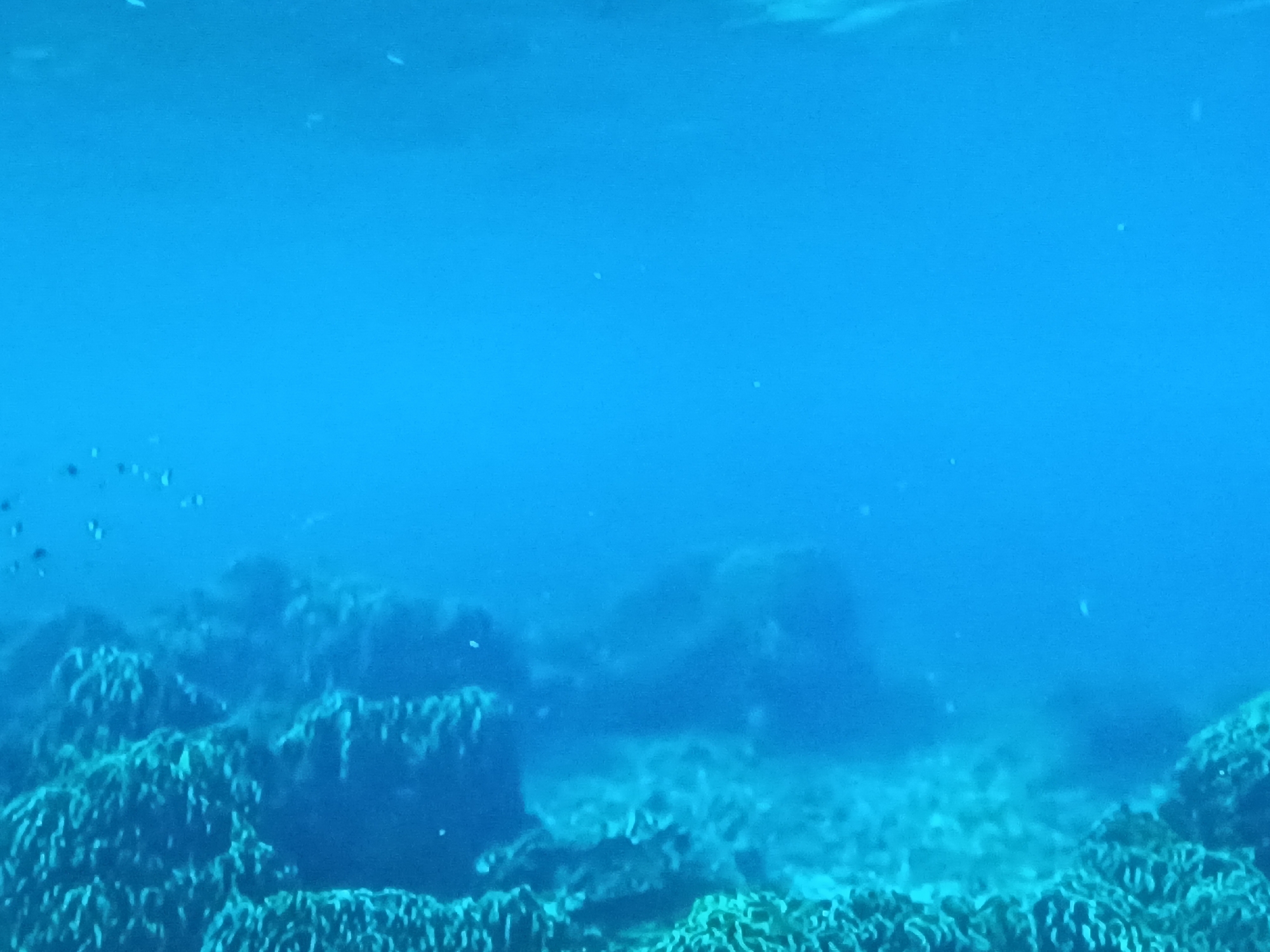 The image shows an underwater scene, likely a coral reef, with blue water and various coral formations. The visibility is somewhat limited, creating a hazy or diffused effect. Small particles or bubbles are visible in the water. The location is indicated as Juan Griego, Venezuela, suggesting a coastal or marine environment. There are no people or specific actions visible in the frame.
