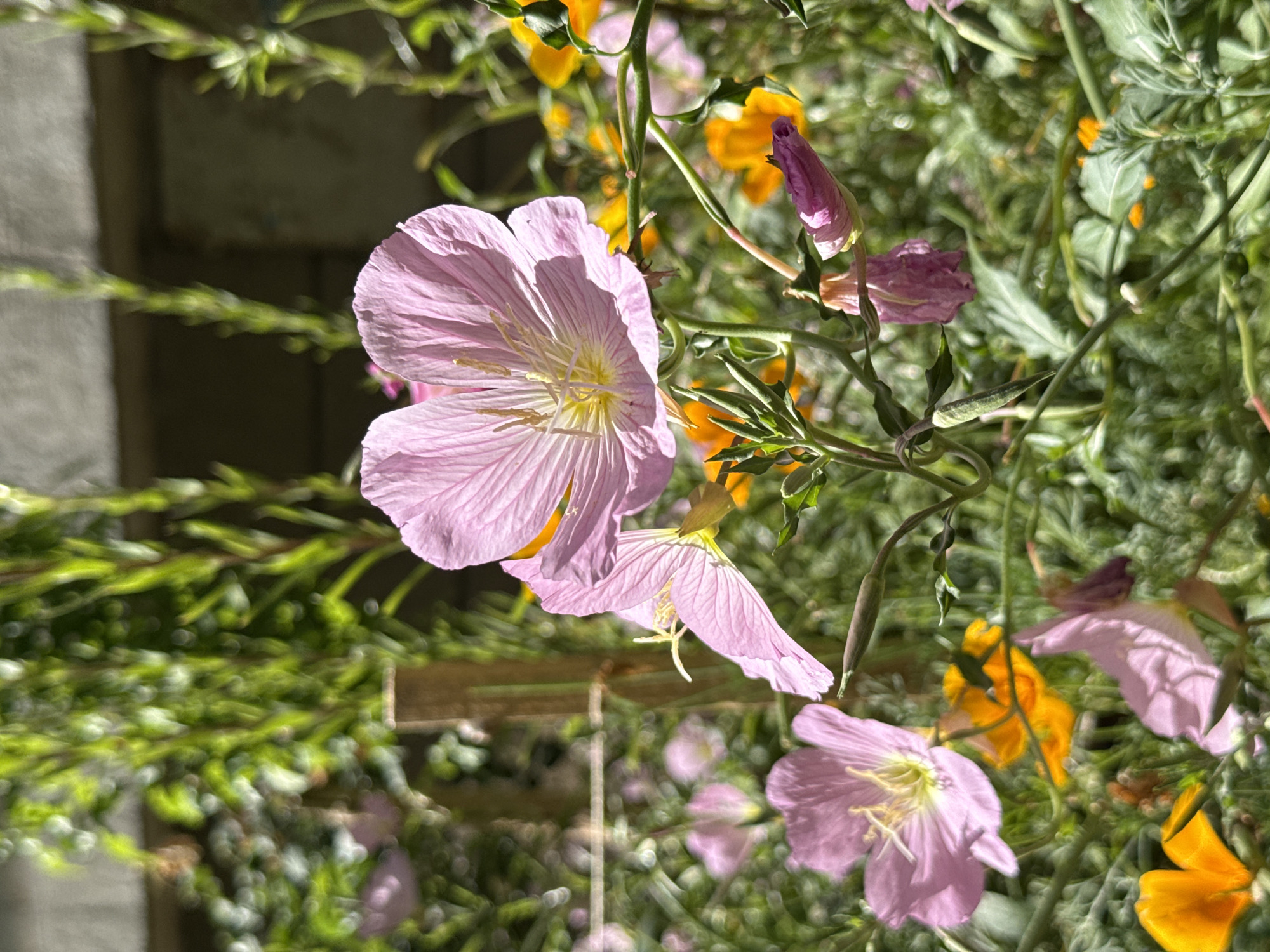 The image shows a close-up of a patch of flowers, primarily featuring pink evening primrose (Oenothera speciosa) and some orange California poppies (Eschscholzia californica). The pink flowers are in various stages of bloom, with some fully open and others still in bud. Green foliage surrounds the flowers, adding to the density of the scene. The background includes a wall-like structure, with some green plants visible. The location information is not available, so I cannot answer that part of the question.