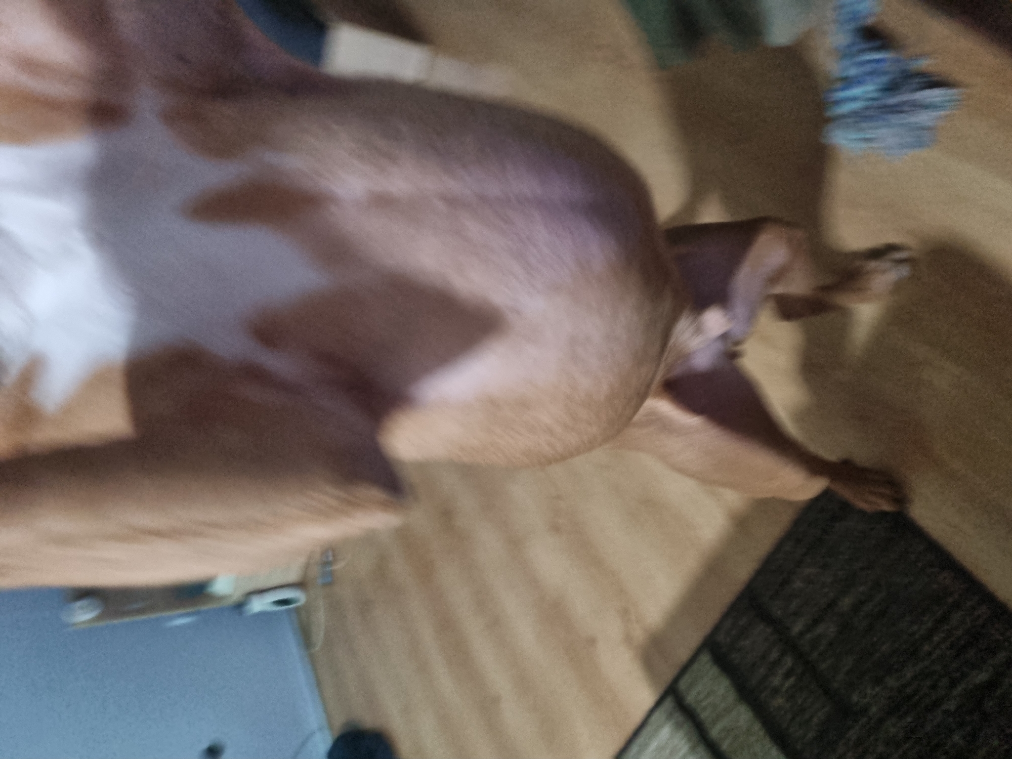 A blurred, rotated close-up photo depicts the upside-down belly and legs of a light-brown and white dog. The background consists of a light-brown wooden floor, part of a grey mat, and a blurry grey/blue object. There is no information to suggest this is in Sofia, Bulgaria.