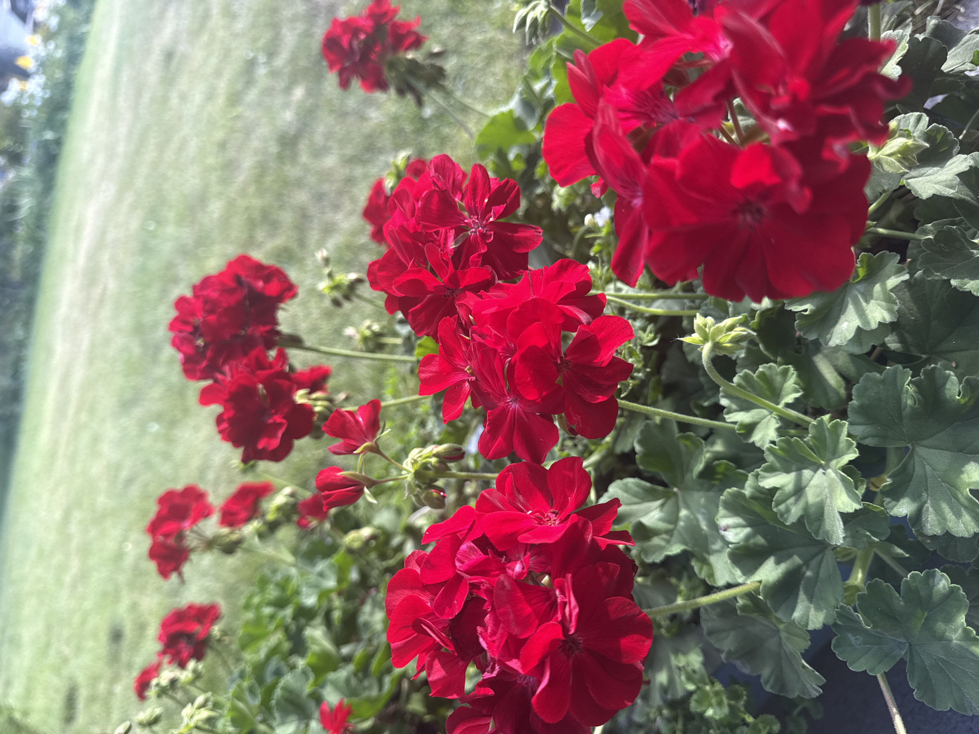 A close-up, vertical shot captures several vibrant red geraniums in full bloom, their petals softly textured and illuminated by natural sunlight. The flowers are positioned in the foreground, with their lush green leaves providing a verdant contrast. In the background, a blurred expanse of green grass suggests an outdoor setting. The image's composition and lighting indicate it was taken on a bright day. No individuals or discernible landmarks are present to pinpoint a specific location within Calgary, Canada.