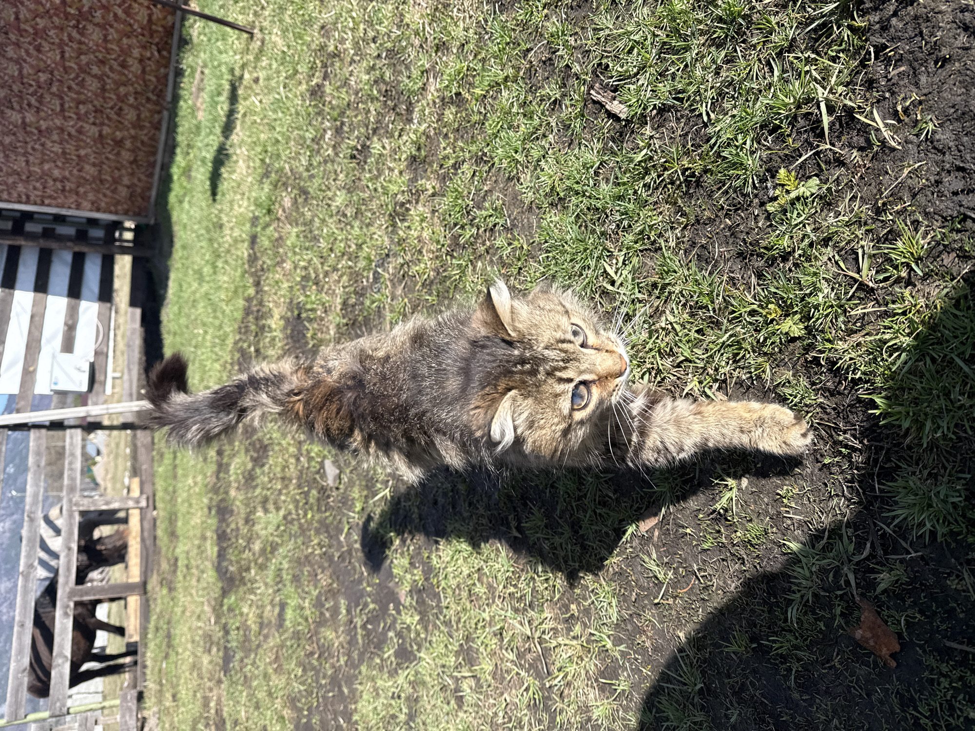 The image captures a fluffy, long-haired tabby cat stretching across a brightly lit, tilted outdoor scene. The cat's fur features a mix of brown, grey, and black stripes, and its striking blue-green eyes are wide and focused upwards and to the right, suggesting curiosity or alertness. One of its front paws is extended forward in a playful or inquisitive pose.
The ground beneath the cat consists of patchy green grass interspersed with areas of dark, damp soil, characteristic of a natural or rural outdoor environment in Tyulyuk, Russia. Strong, elongated shadows are cast on the ground, indicating bright sunlight and a clear sky during the day.
To the left of the frame, a wooden fence or barrier is visible, along with parts of a larger wooden structure or building in the background. The scene portrays the cat actively exploring its surroundings. There is no visible text in the media file.