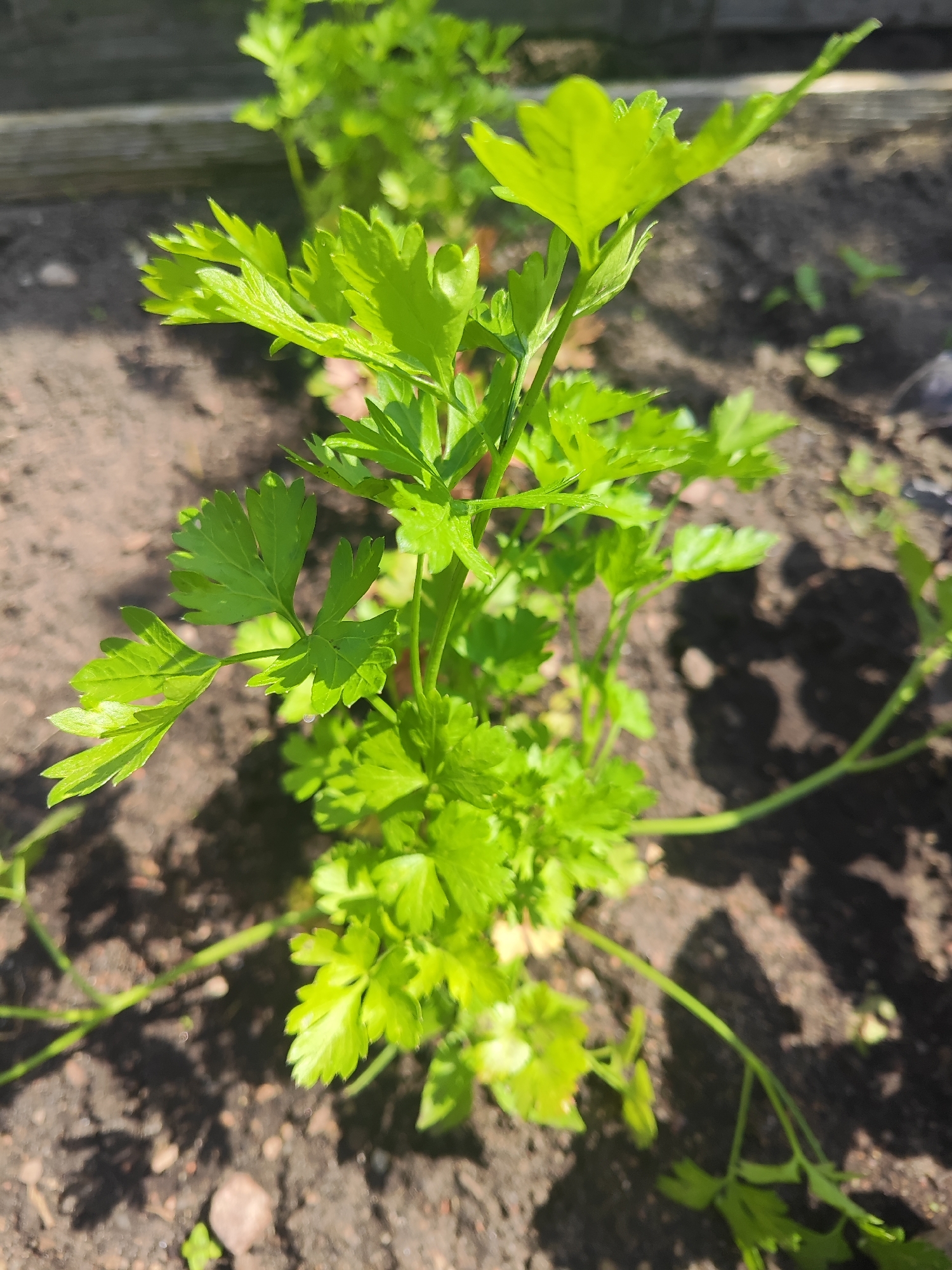 A close-up, eye-level, outdoor shot captures a small cluster of bright green parsley plants growing in dark soil. The parsley leaves are intricately lobed and serrated, with some appearing slightly curled or wavy. Sunlight casts shadows from the leaves and stems onto the soil, creating a dappled effect. In the background, a blurred wooden fence and more soil are visible. The overall scene suggests a garden setting in Gvardeysk, Russia.