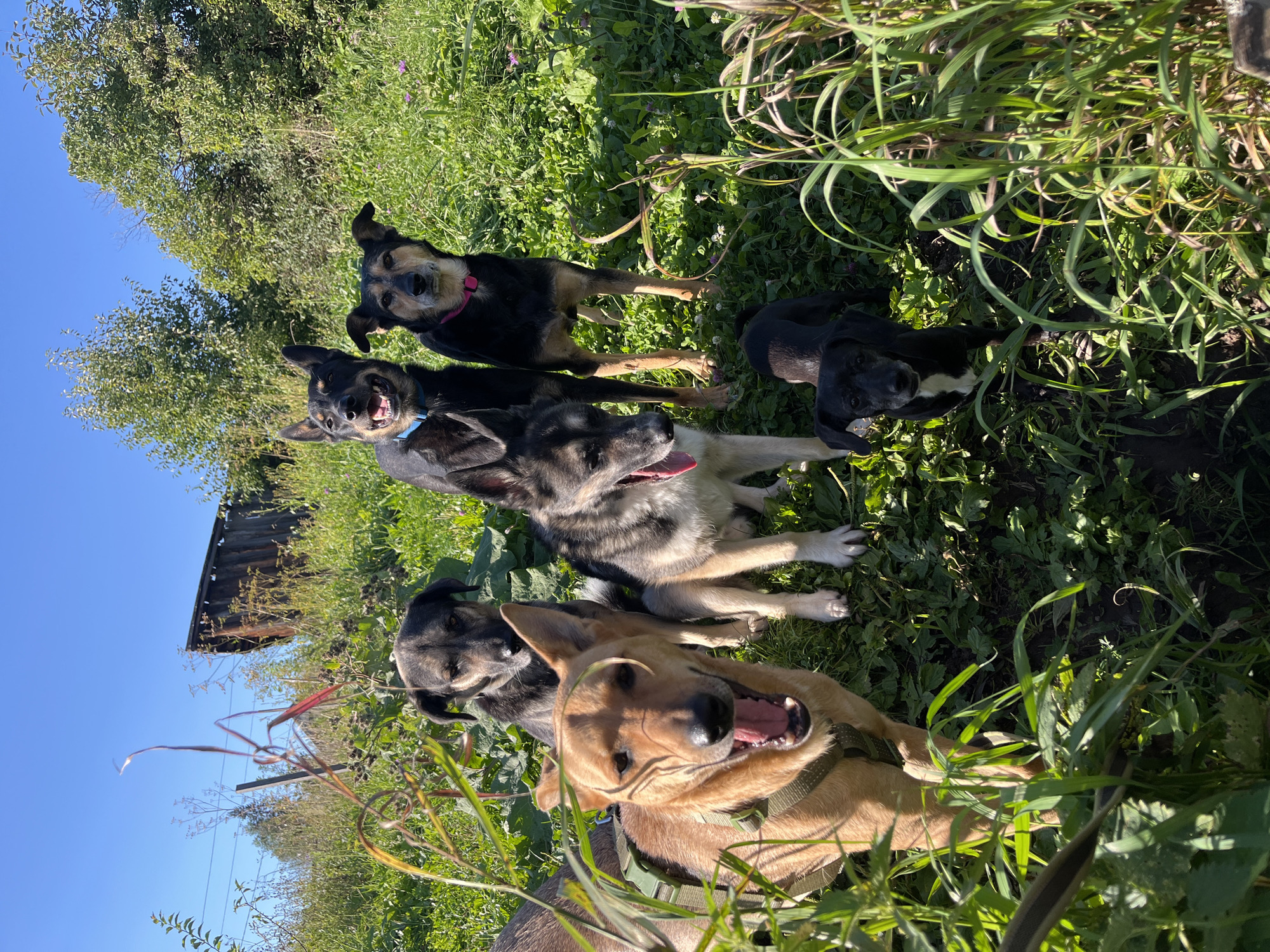 A group of six dogs are outdoors in a grassy area with some vegetation and a wooden structure in the background. The dogs vary in size and breed. In the foreground, a tan dog with a green harness is panting with its mouth open. Behind it, a black and tan dog with a blue collar is looking forward. To its right, a black and tan dog with a pink collar is also looking forward. A grey and white dog with its tongue out is to the left of the black and tan dogs. Further back, another dark colored dog is visible. In the lower right, a small black dog with a white chest is looking up. The environment appears to be rural or semi-rural. The sky is clear and blue.