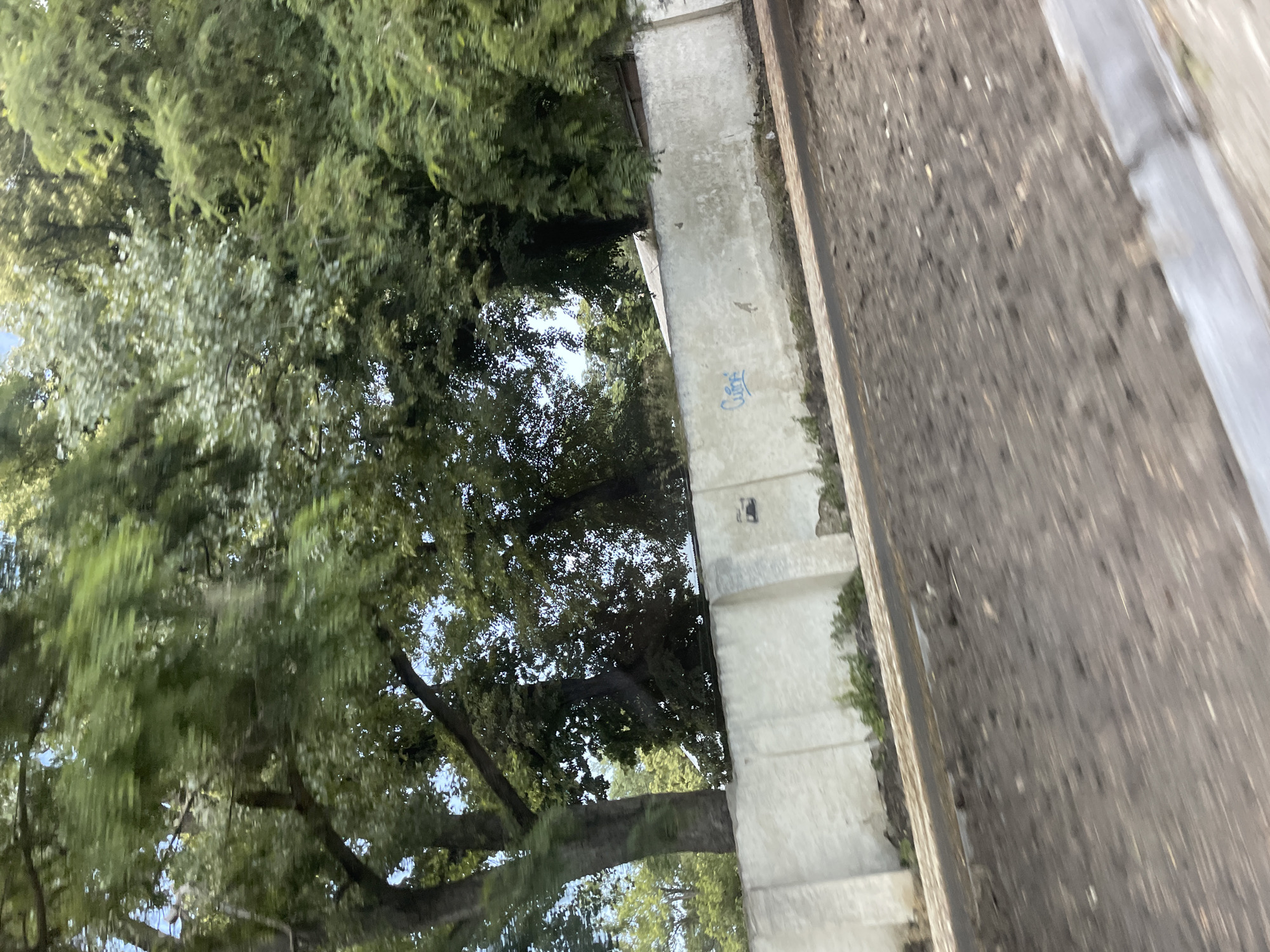 A bright, slightly overexposed image captures a segment of a street scene in Stavropol, Russia. Dominating the upper portion are lush green trees with blurred leaves, suggesting movement. Below the trees, a long, light-colored concrete wall runs horizontally across the frame. The wall appears weathered and shows some signs of graffiti, with a blue scrawled tag visible on the right side. The ground in front of the wall is uneven and appears to be dirt or gravel, with some debris scattered on its surface. A gray curb runs along the bottom edge of the image. The overall impression is that the photo was taken from a moving vehicle, due to the motion blur evident in the trees and foreground.