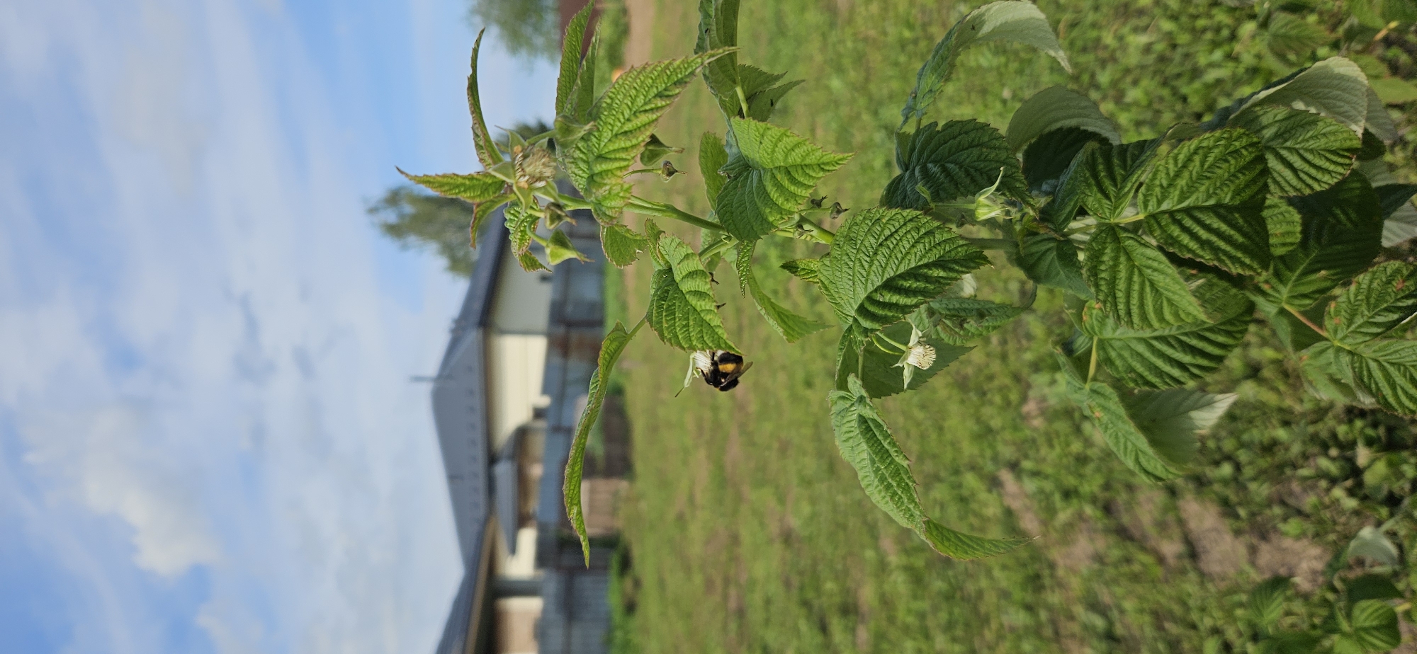 The image depicts a close-up of a raspberry plant with green leaves and small white flowers. A bumblebee with black and yellow stripes is perched on one of the flowers, engaged in pollination. In the background, out of focus, are two houses with dark gray roofs and pale yellow walls, separated by a wooden fence. The ground is covered in green grass, and a clear blue sky with scattered white clouds is visible above. The overall scene is an outdoor environment, likely a garden or yard, in the village of Mazalawski Sel'ski Savet, Belarus.