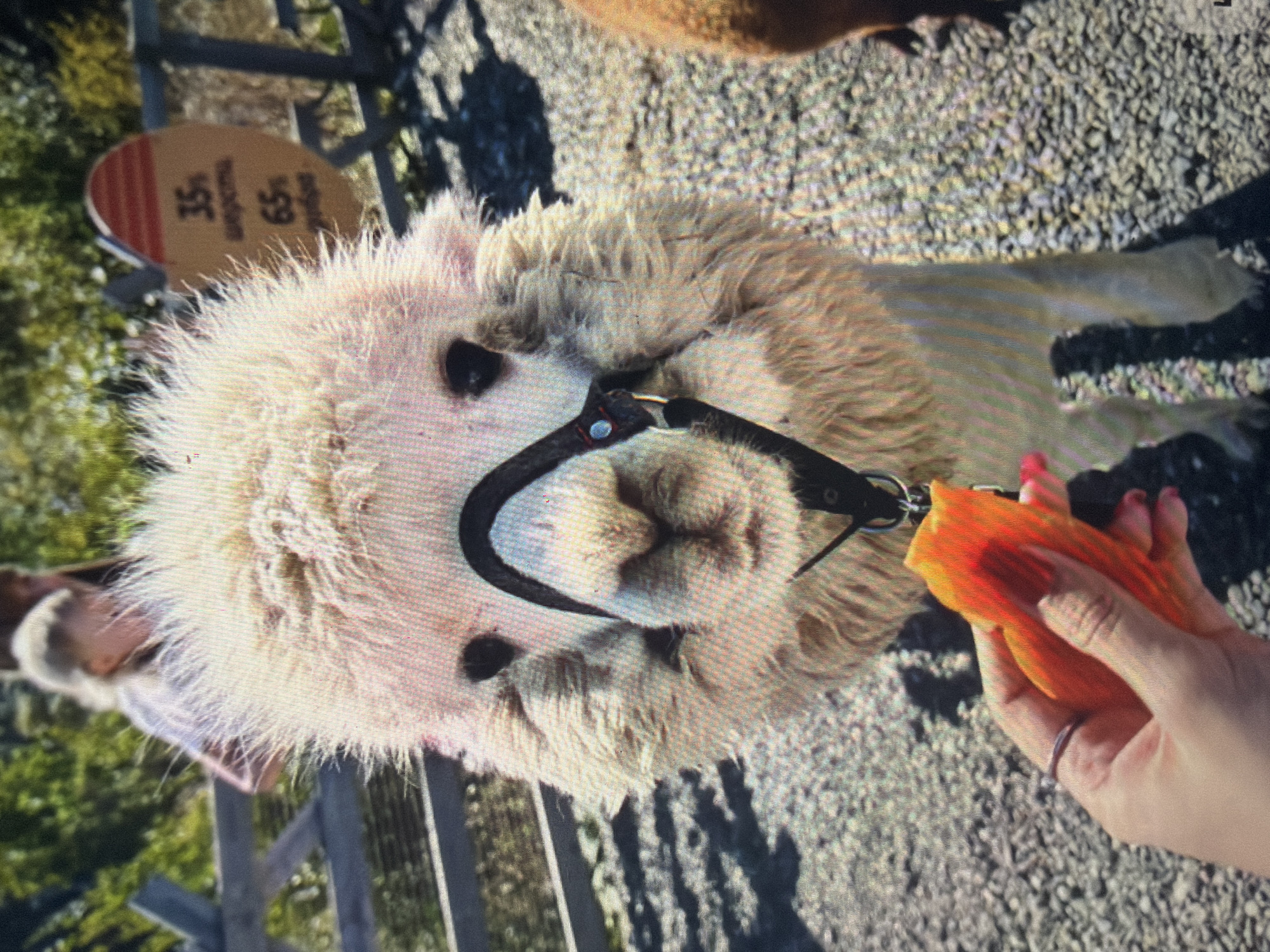 The scene depicts an outdoor interaction at a facility in Shumen, Bulgaria, featuring a light-colored alpaca being fed. In the foreground, a human left hand with light skin and pink-painted fingernails holds an irregular, bright orange food item, presenting it directly towards the alpaca's mouth. A silver-toned ring is visible on the ring finger of the hand.
The central subject is a fluffy, light-colored alpaca, fitted with a black leather-like harness featuring silver-colored hardware around its snout and head. The alpaca faces the viewer, its dark eyes visible, and its mouth slightly open towards the offered food. Its thick, textured wool covers its body.
In the mid-ground, to the left and slightly behind the alpaca, a young individual with light-colored hair is partially visible, wearing a light garment, with their face obscured by the alpaca's head and blur. Behind this individual, a second person with darker hair is faintly discernible, largely out of focus.
To the right of the alpaca's head, a circular, light-brown sign with horizontal red stripes at the top is visible. The sign displays Cyrillic text and numbers: "35% шерстu" and "65% добре". On the far right edge of the frame, the back and side of a second, brown-colored furry animal (likely another alpaca or llama) are visible, out of focus.
The ground is covered with light-colored gravel or pebbles. A wooden fence structure extends horizontally across the mid-ground on the left side of the image. The background consists of blurred green foliage, indicative of trees or bushes, under bright natural lighting, casting shadows on the ground.